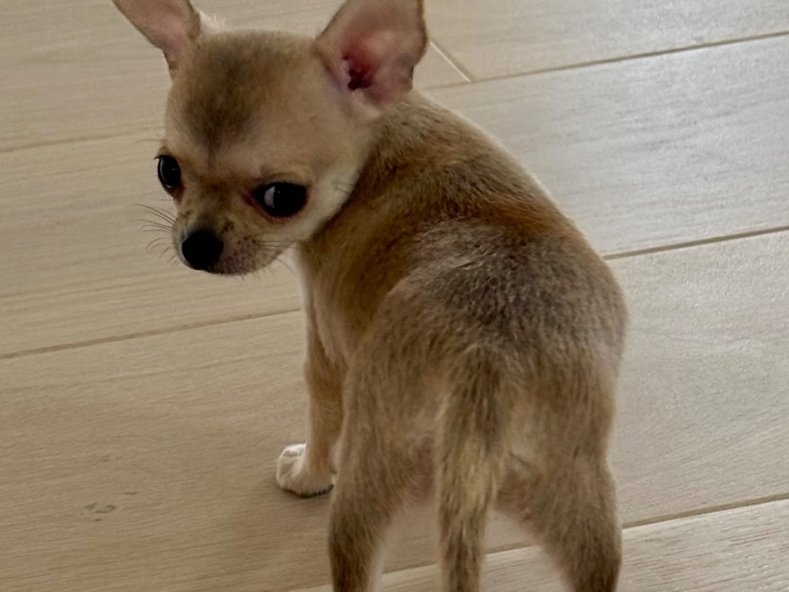 Puppy: MY PRECIOUS TOUCH OF TASTE