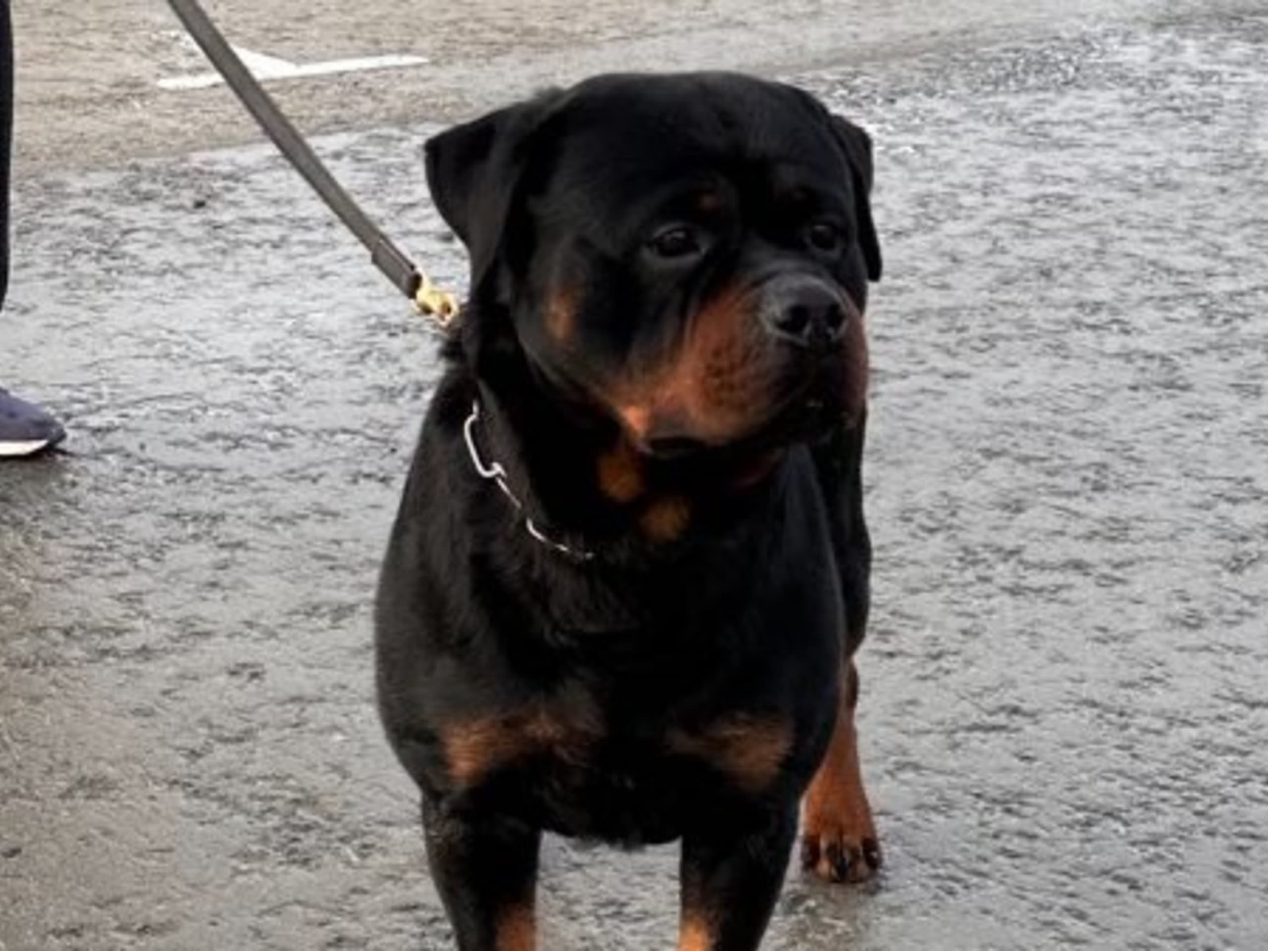 Far: ROLEX VOM GODEWIND