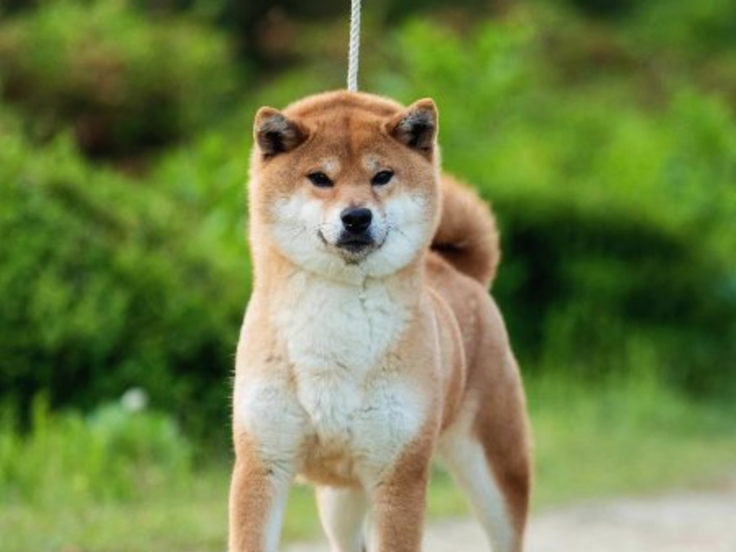 Mamma: KAREI NO EIKO GO SHIKOUEN