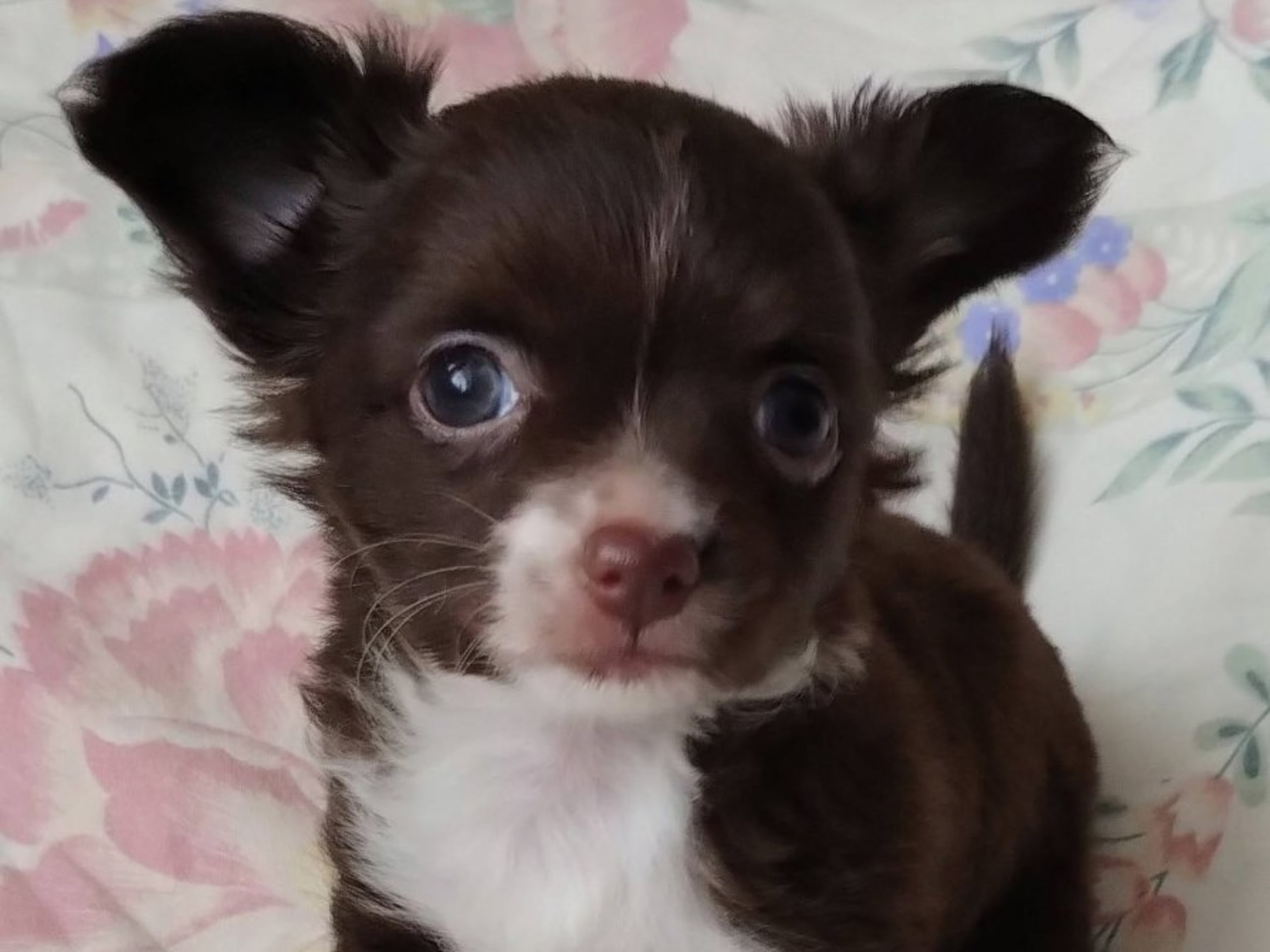 Chi's Unique