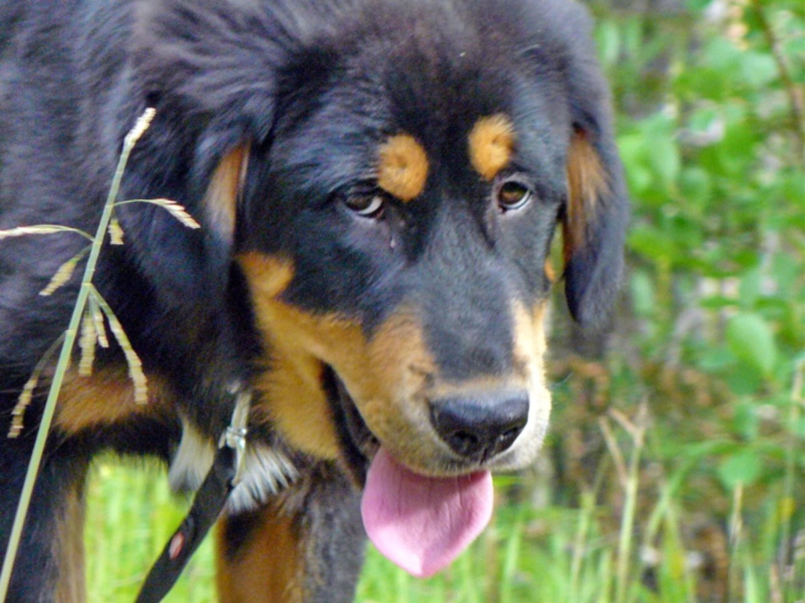 Puppy: GANGS'RI KHYI DRANGMA NOCTUA