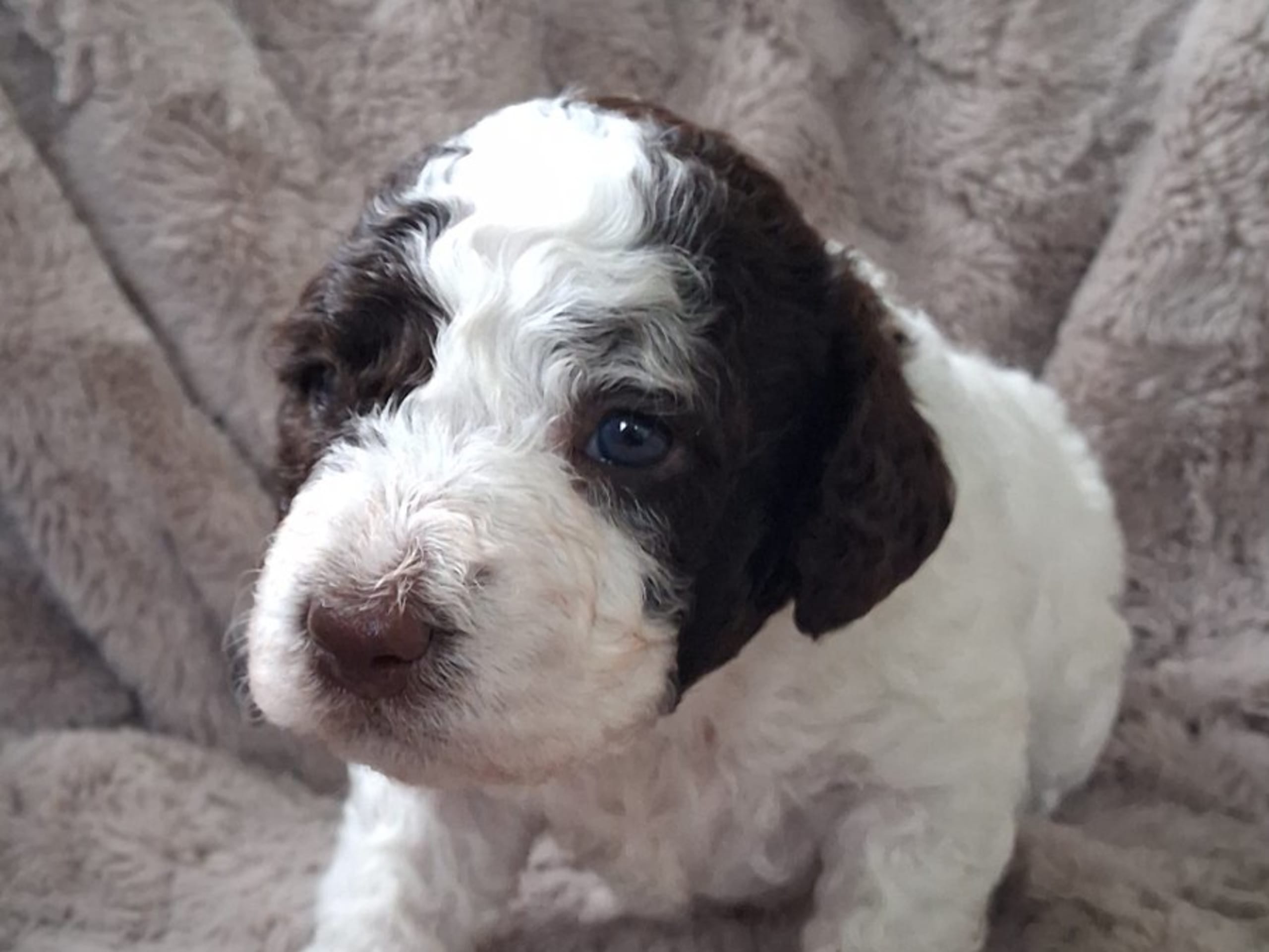 Puppy: CALMIGOS VEGA