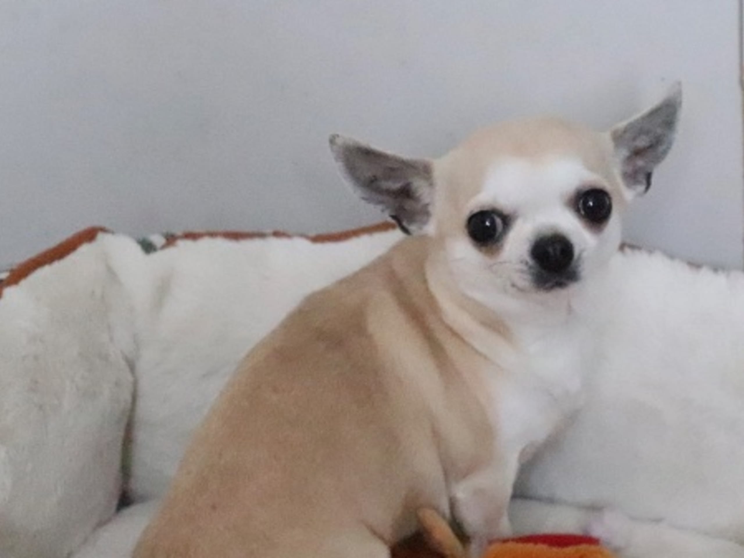 Mor: CHI'S ON TOP MISS STARFLOWER