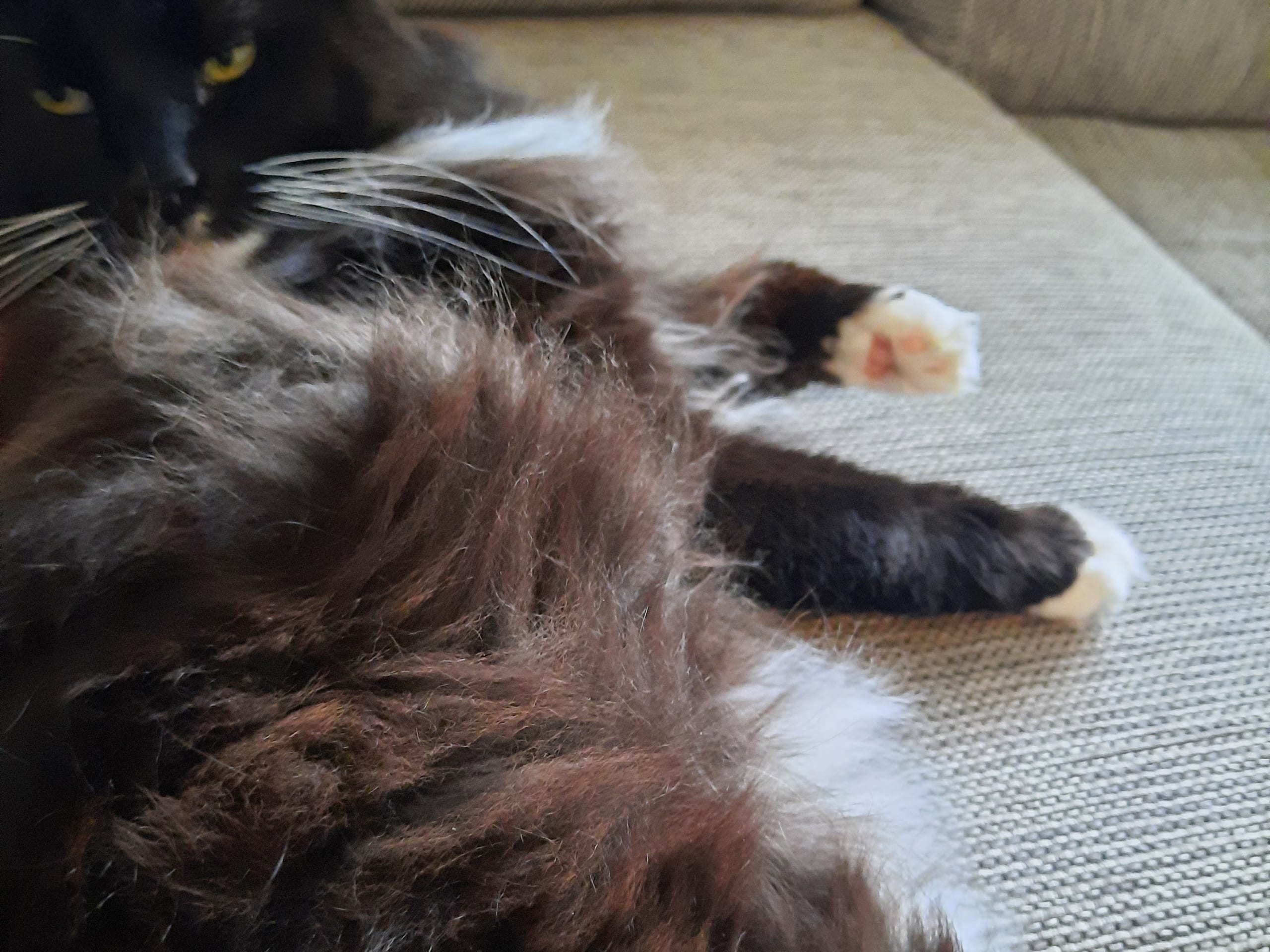 Katt: Cerote