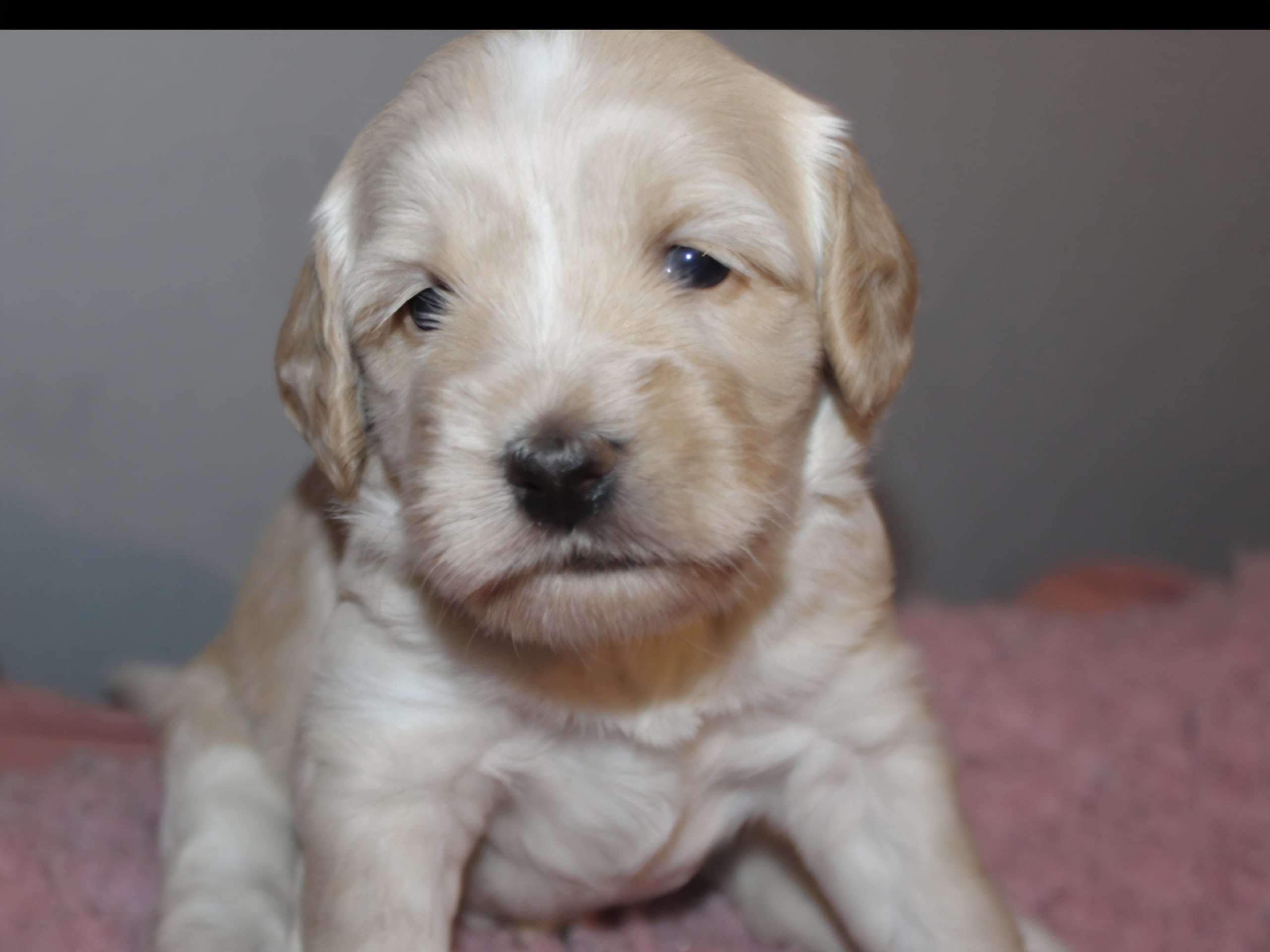 Dalkullas labradoodle
