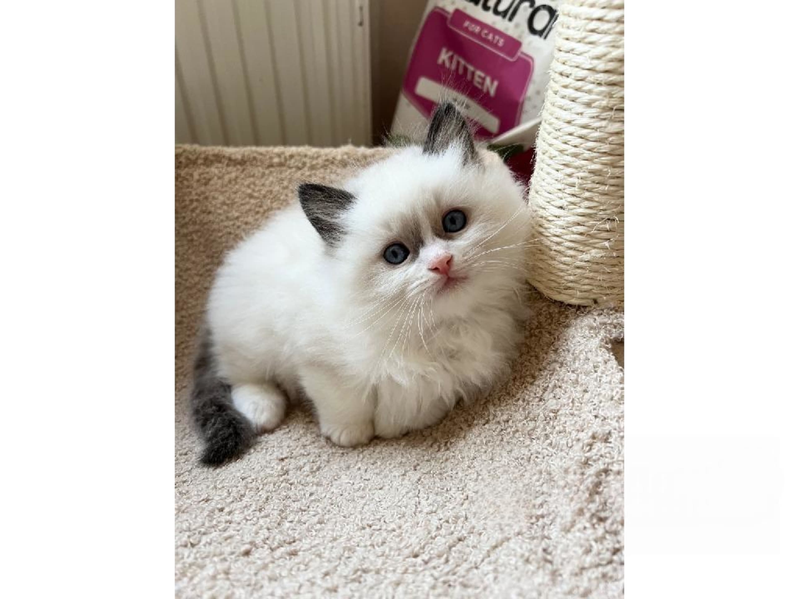 SE*Sapphire Blue Eyes