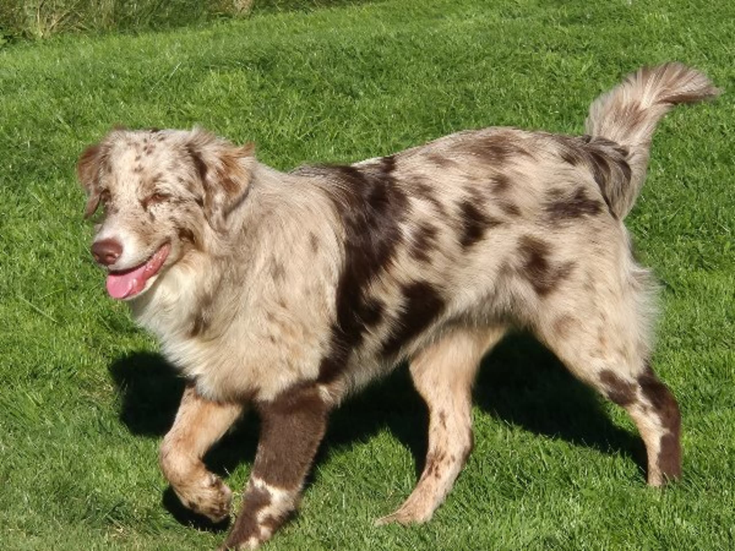 Dog: AYMIK'S SERAFINA WITCHCRAFT