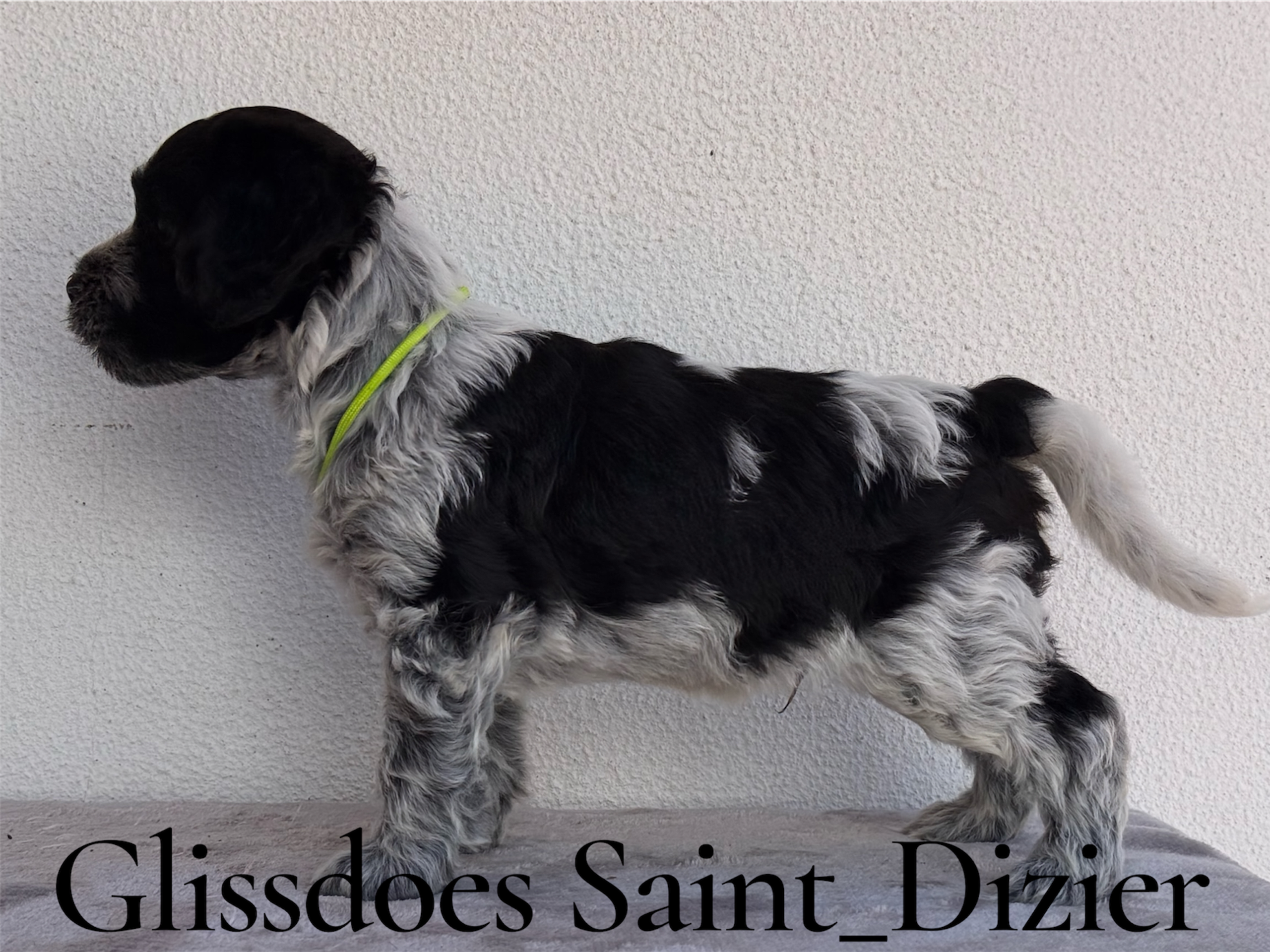 Hvalp: Glissdoes Saint-Dizier