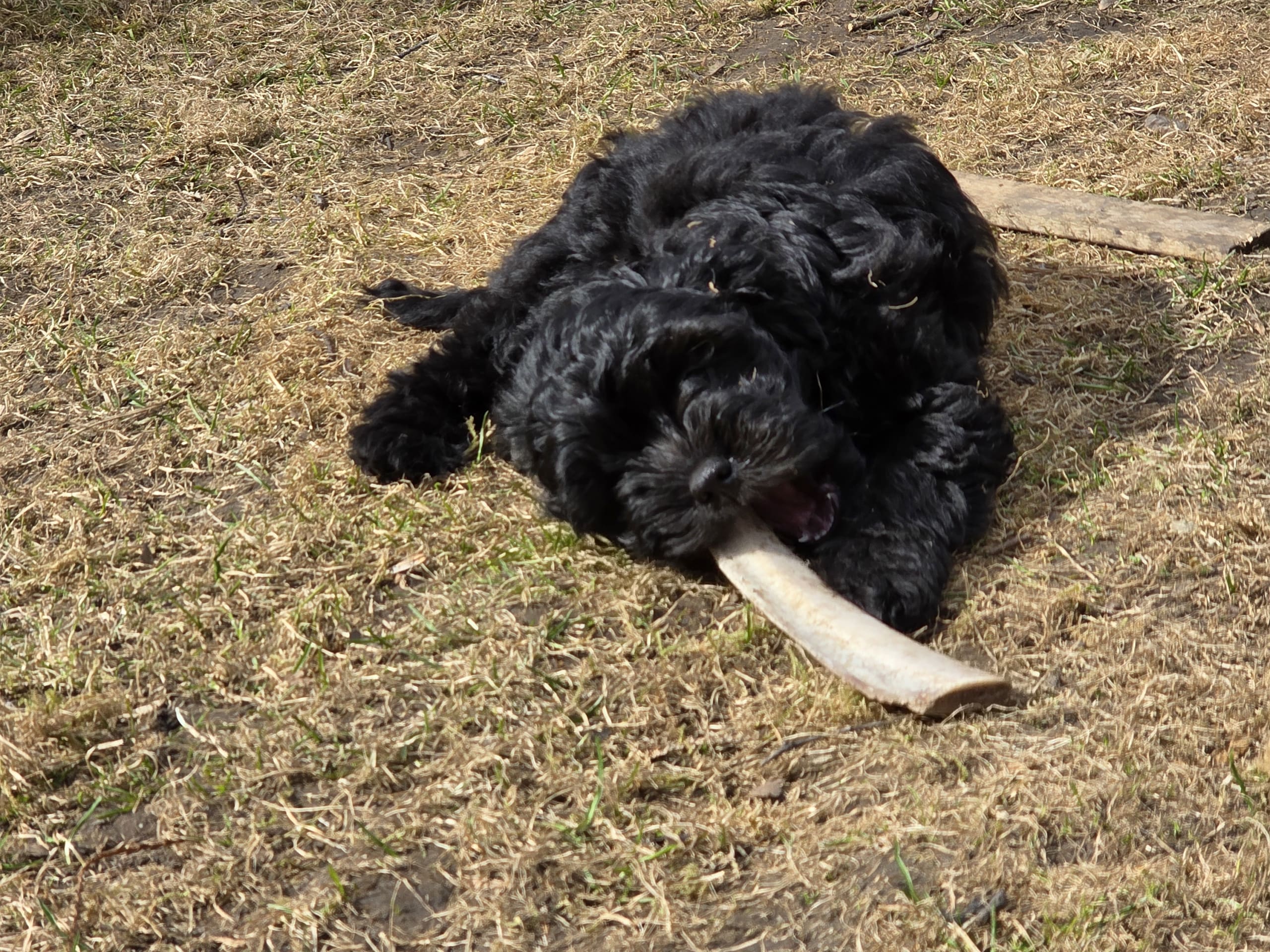 Valp: Hane 1