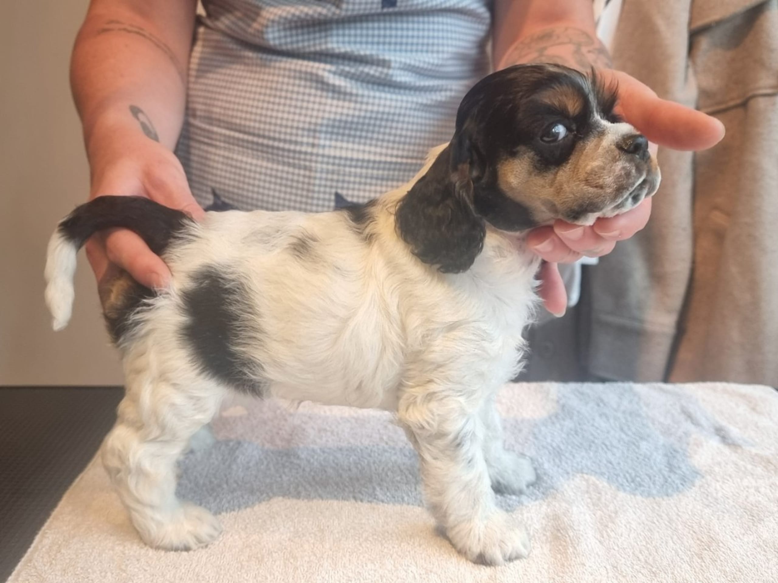 Puppy: GAMLA BODENS EARLY MORNING GIRL