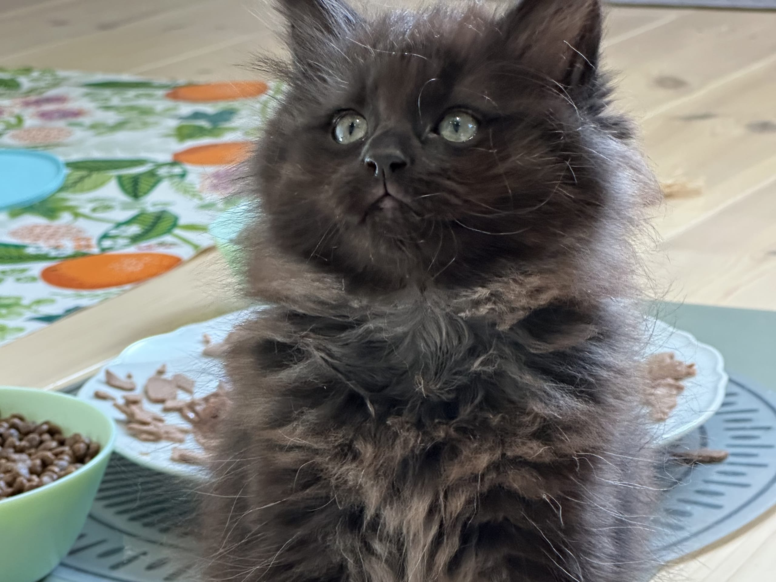 kattunge: August