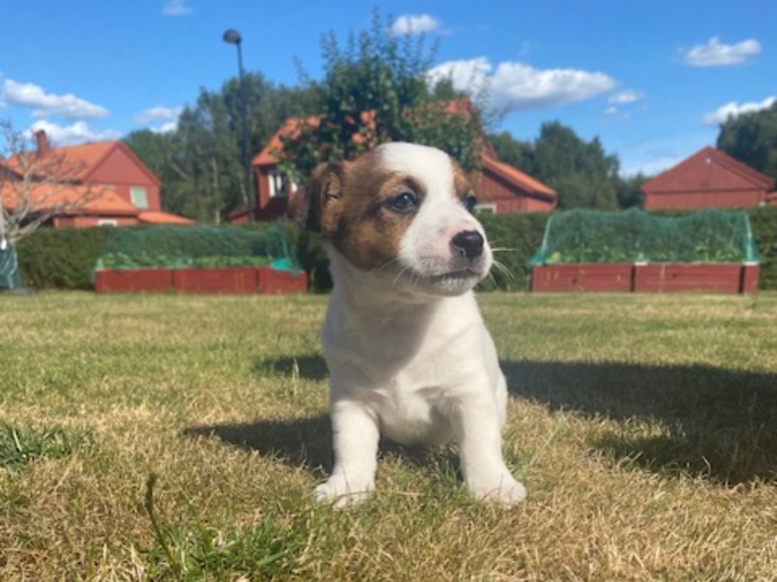 Puppy: DJURSHOLMS TASSAR TOR DEN MODIGE