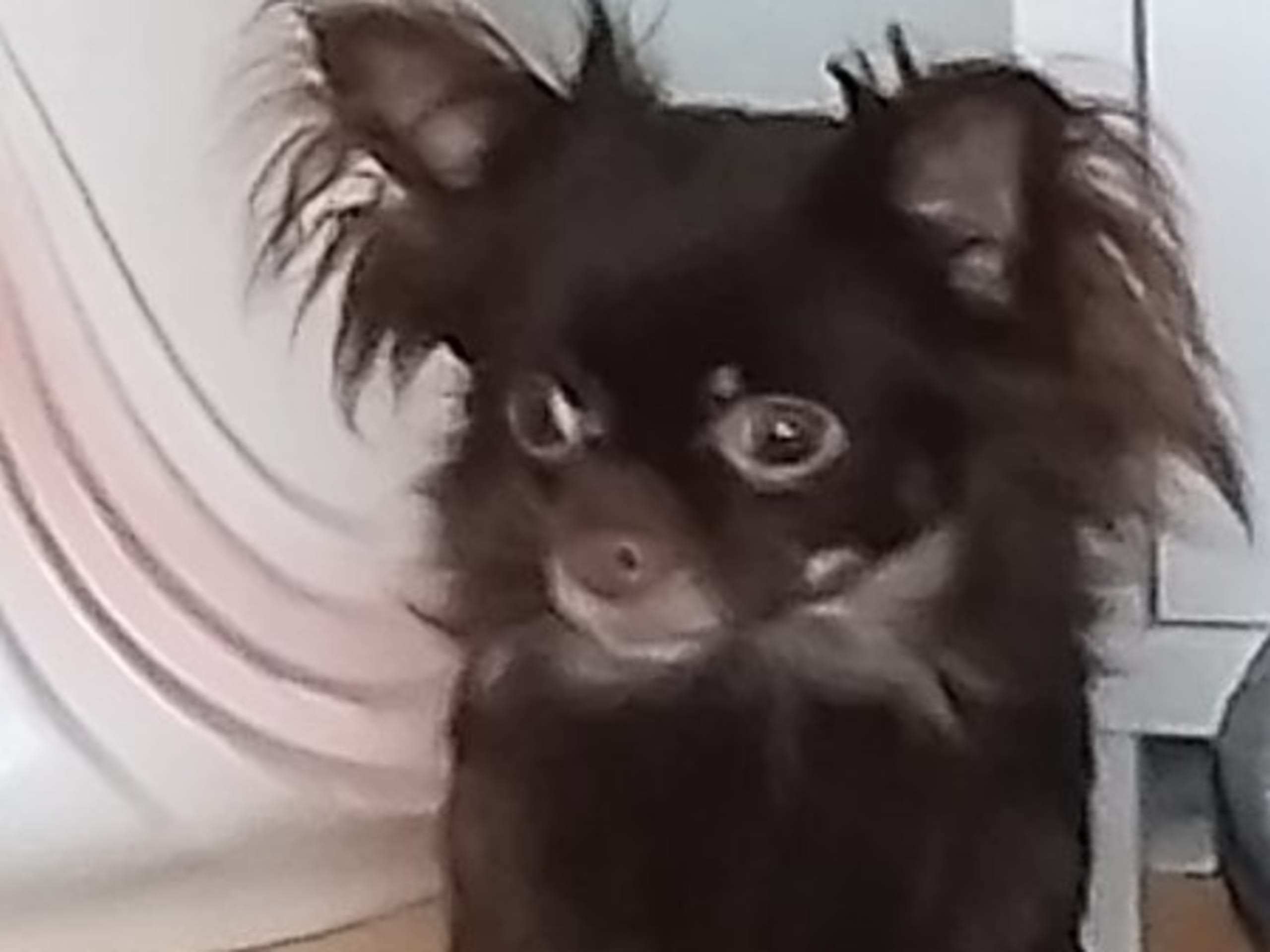 Mother: CHI'S UNIQUE ADORABLE ALFA