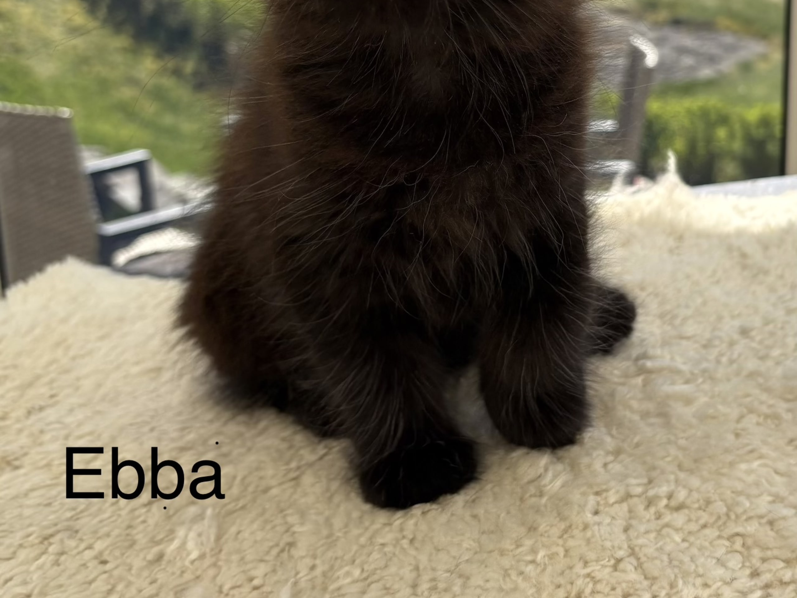 Kattunge: Ebba