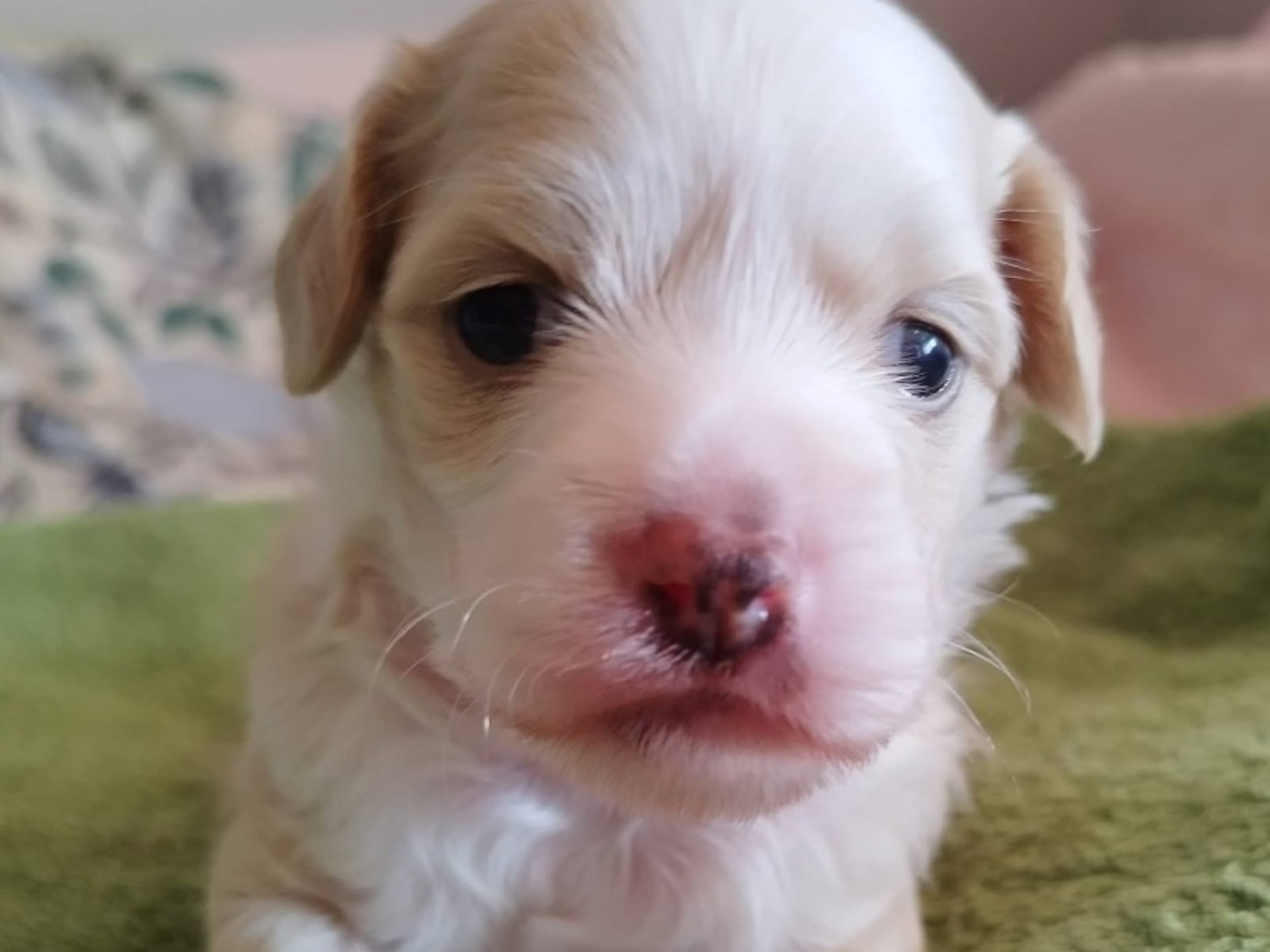 Puppy: XODIX HUBBA BUBBA