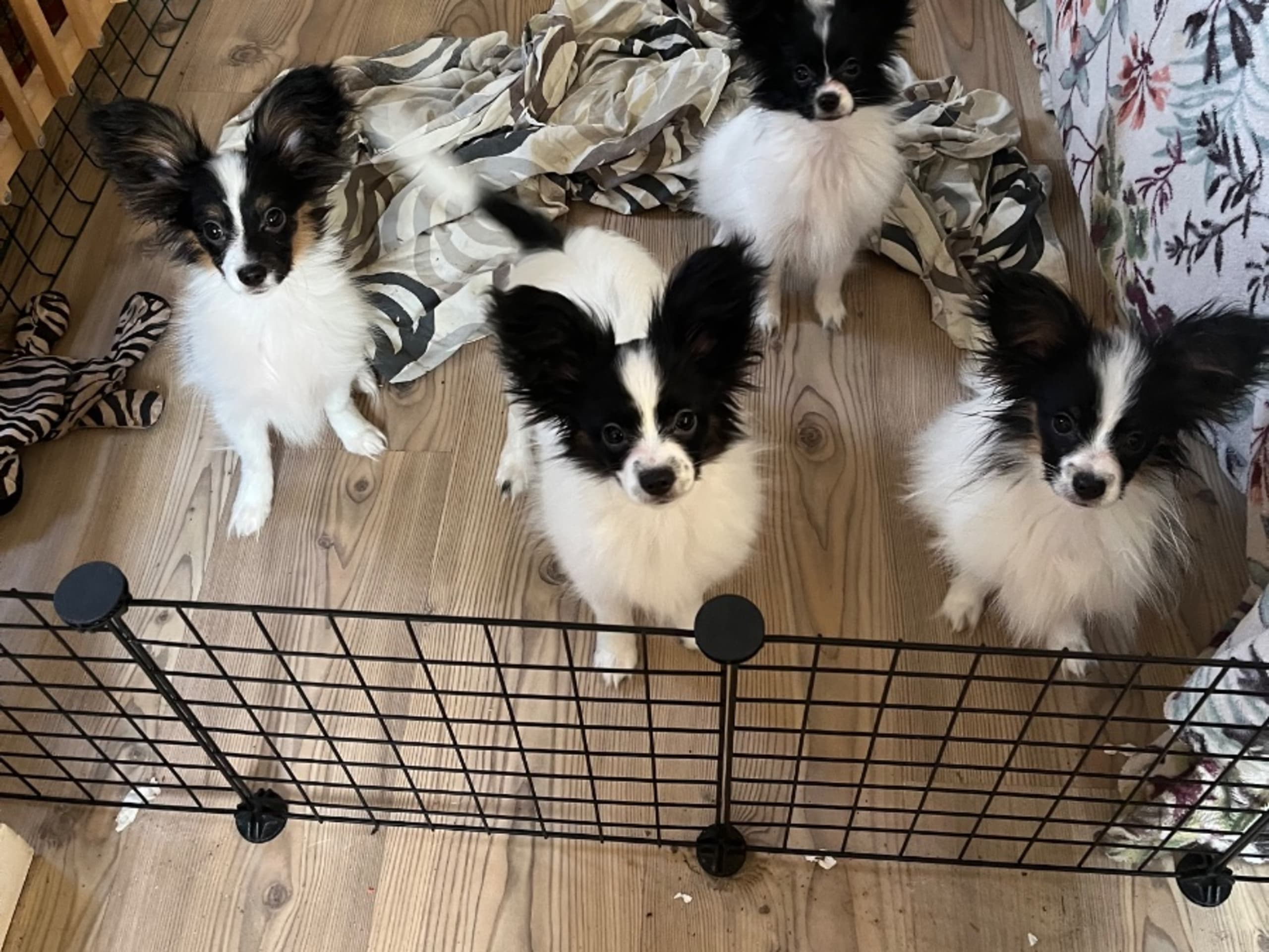 Puppy: STAR LIMITS YINNIE