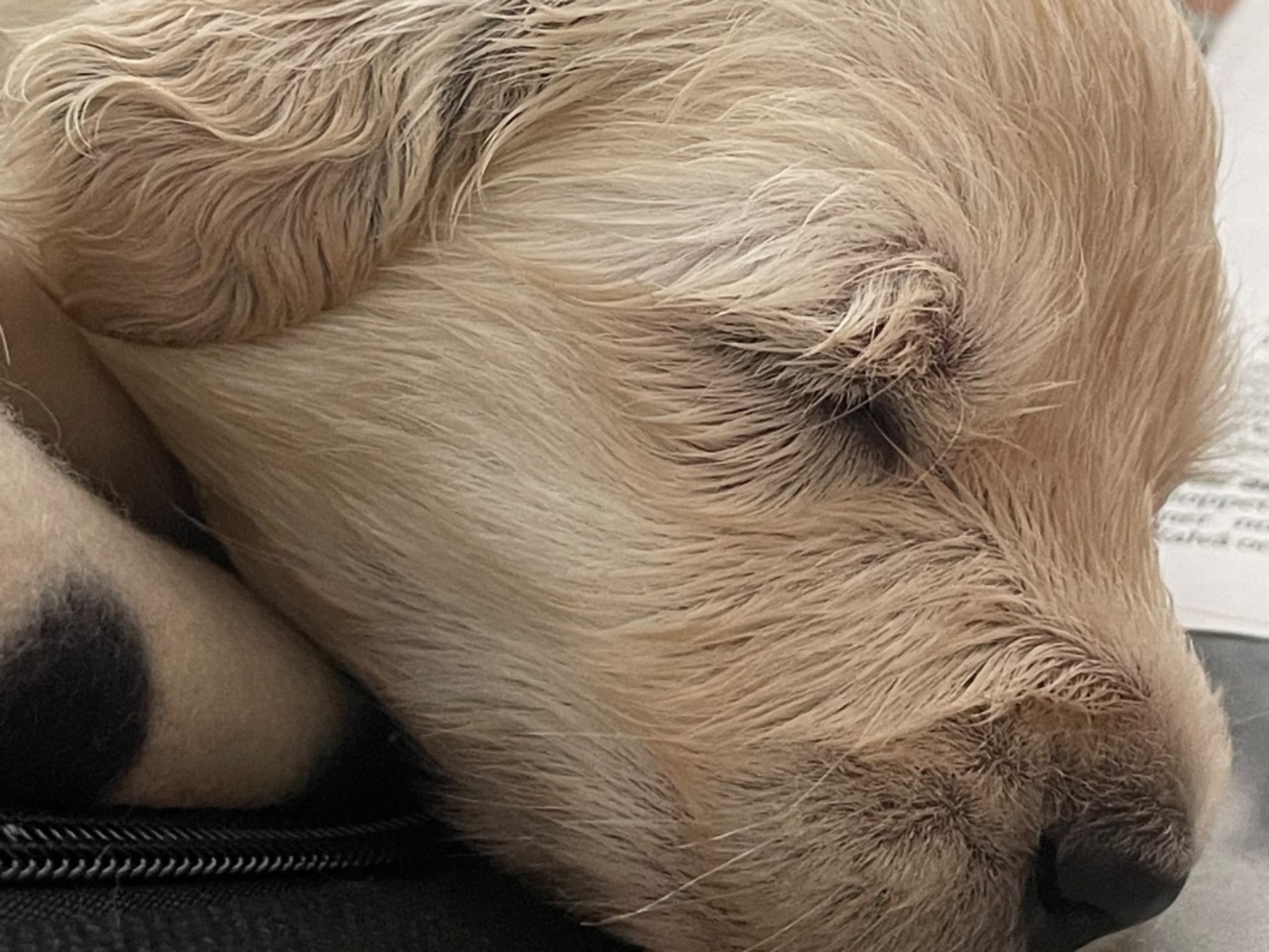 Puppy: GUESS DESCHAMPS