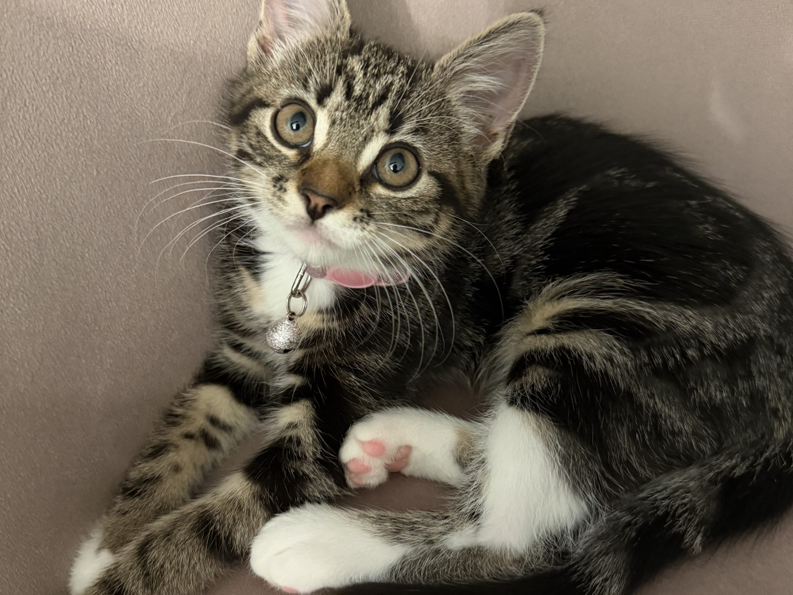 kitten: Frøya