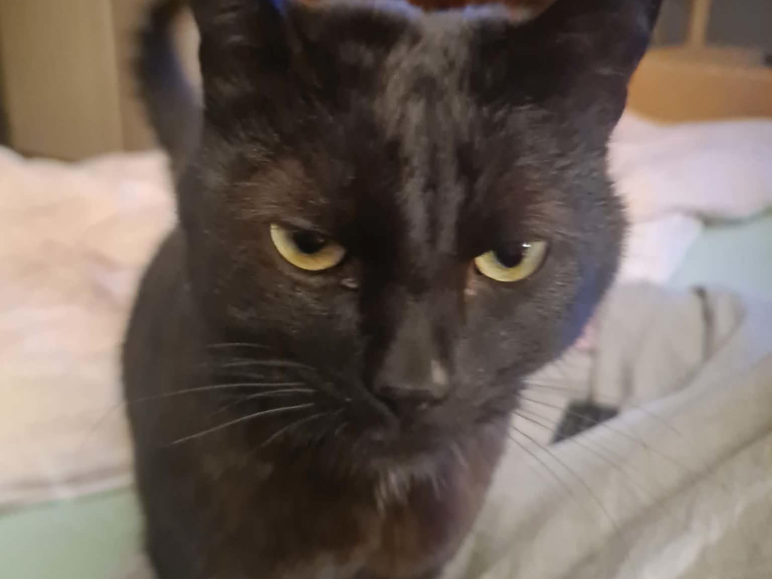 Cat: Hane 1