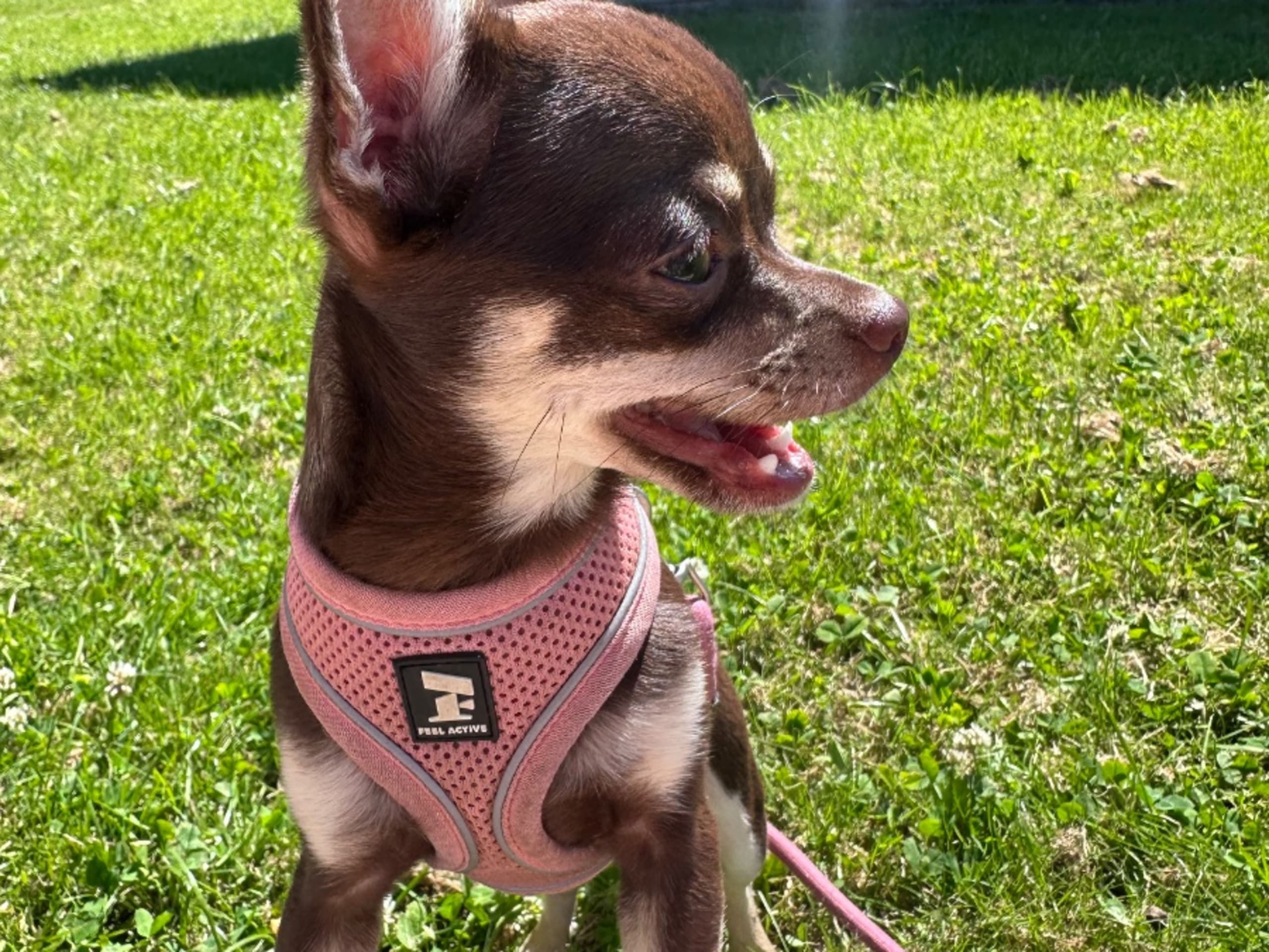 My Little Chi