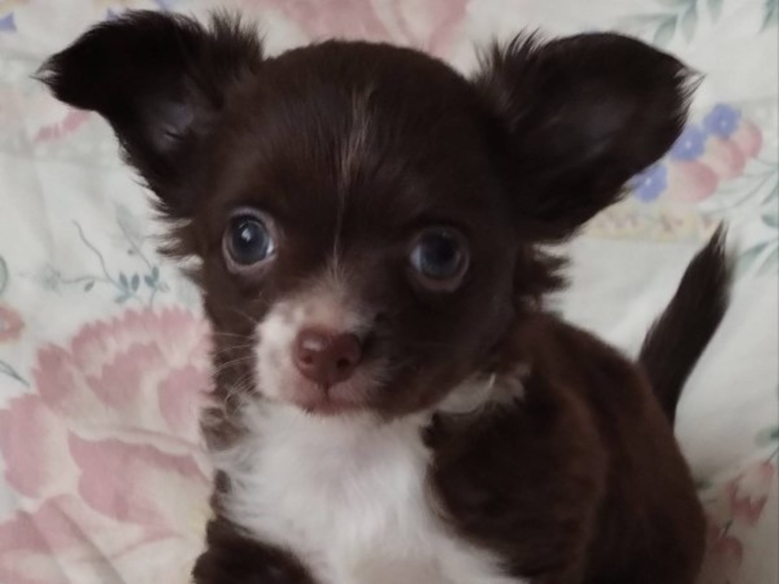 Chi's Unique