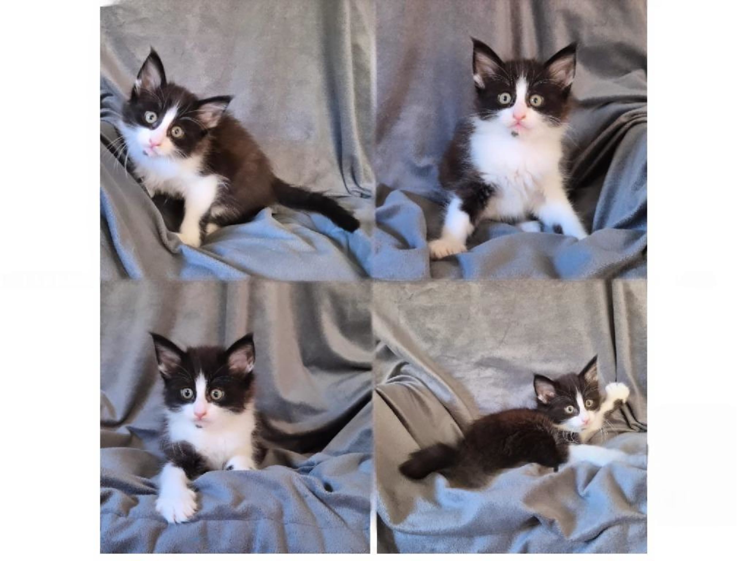 Kattunge: Remus Lupin