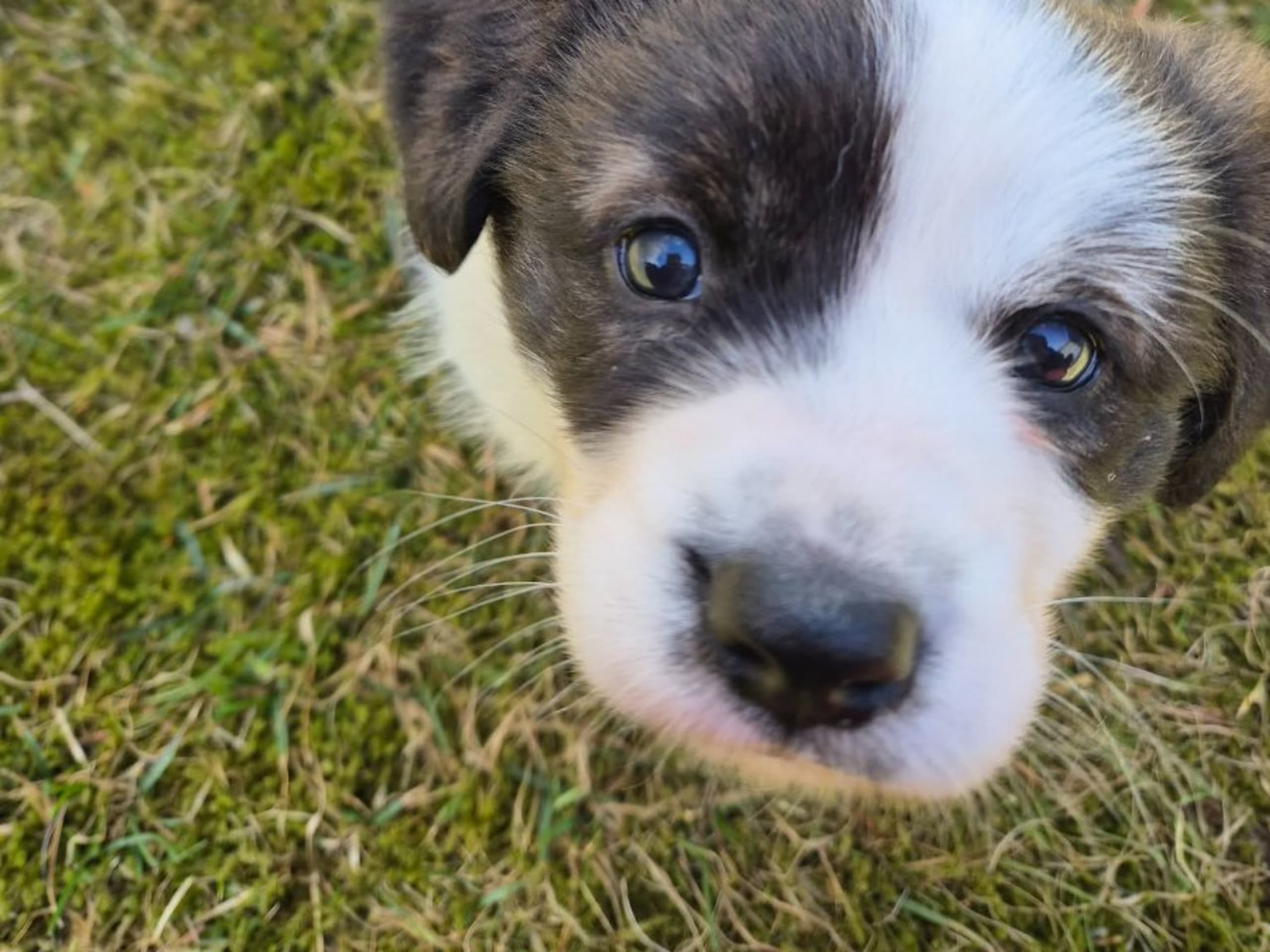 Hvalp: CHESTERVILLE WINSTON