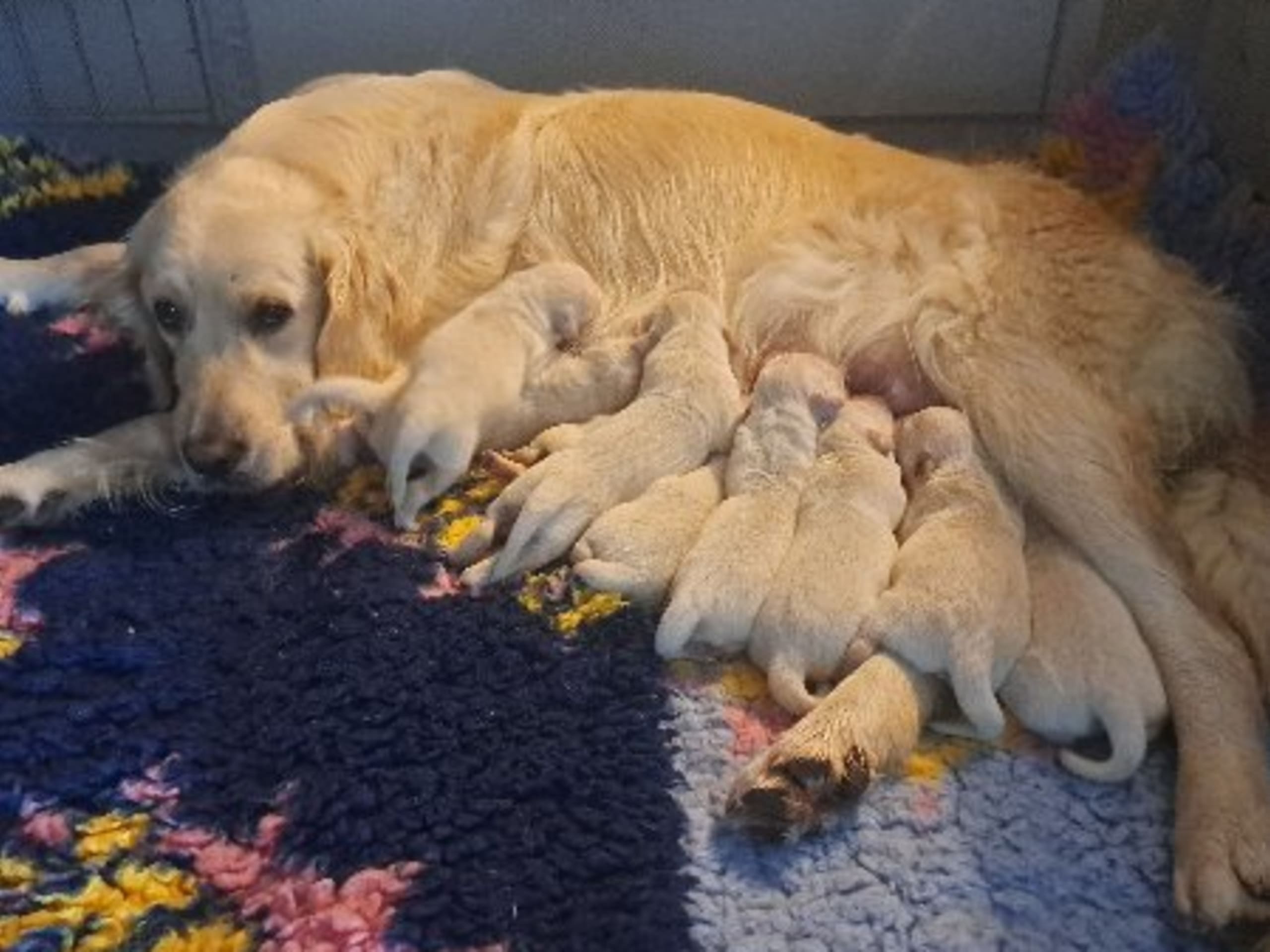 Mother: DREAM MAX BE MY HONEY