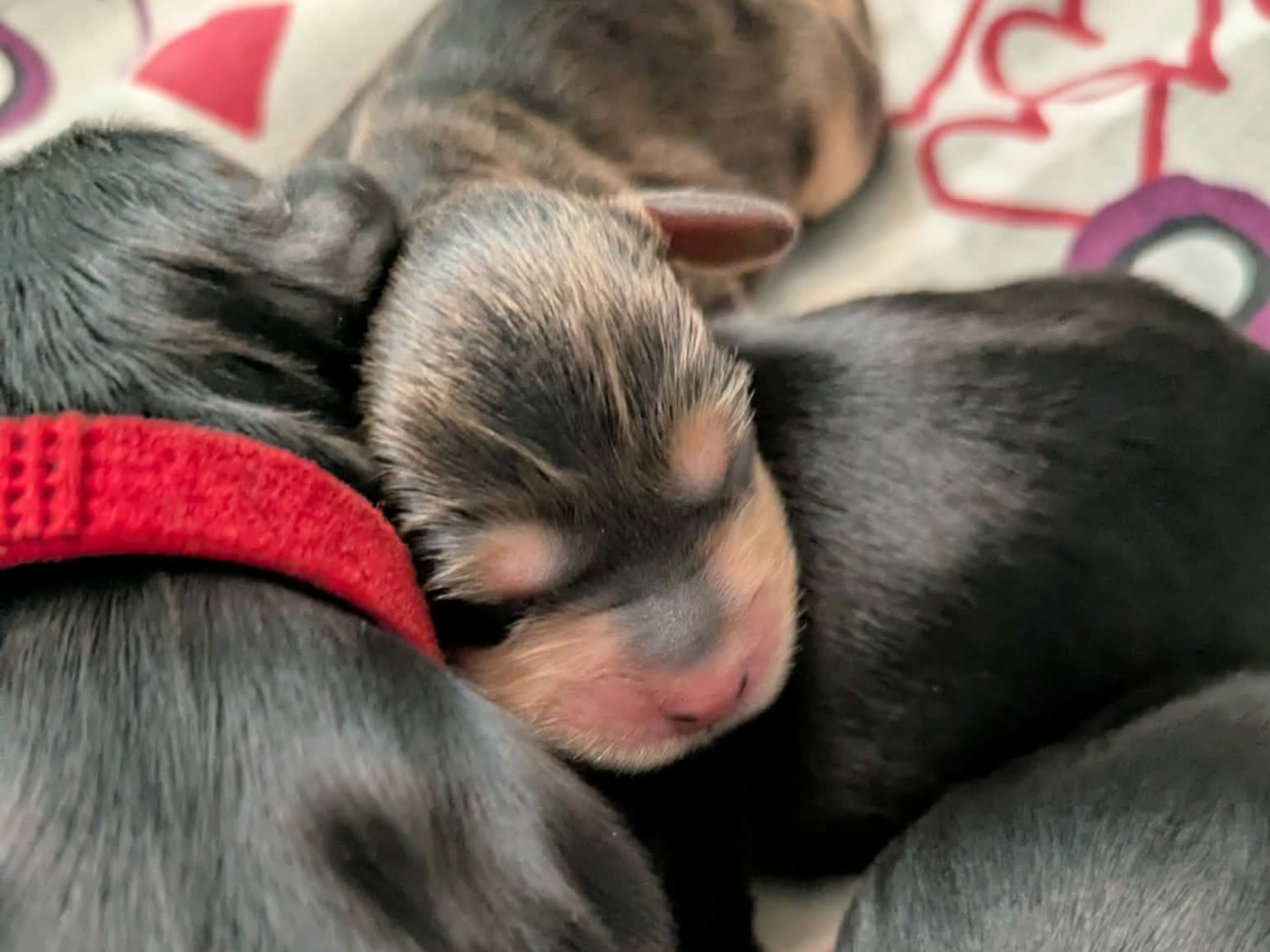 Puppy: Hane 1