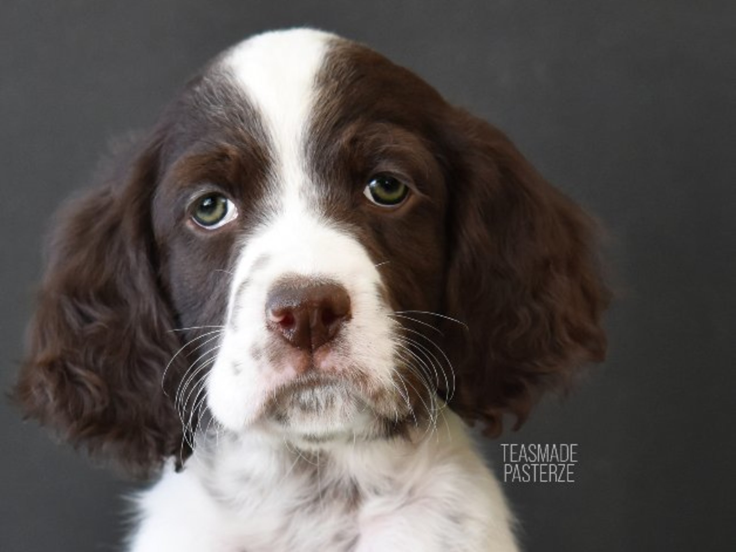 Puppy: TEASMADE PASTERZE