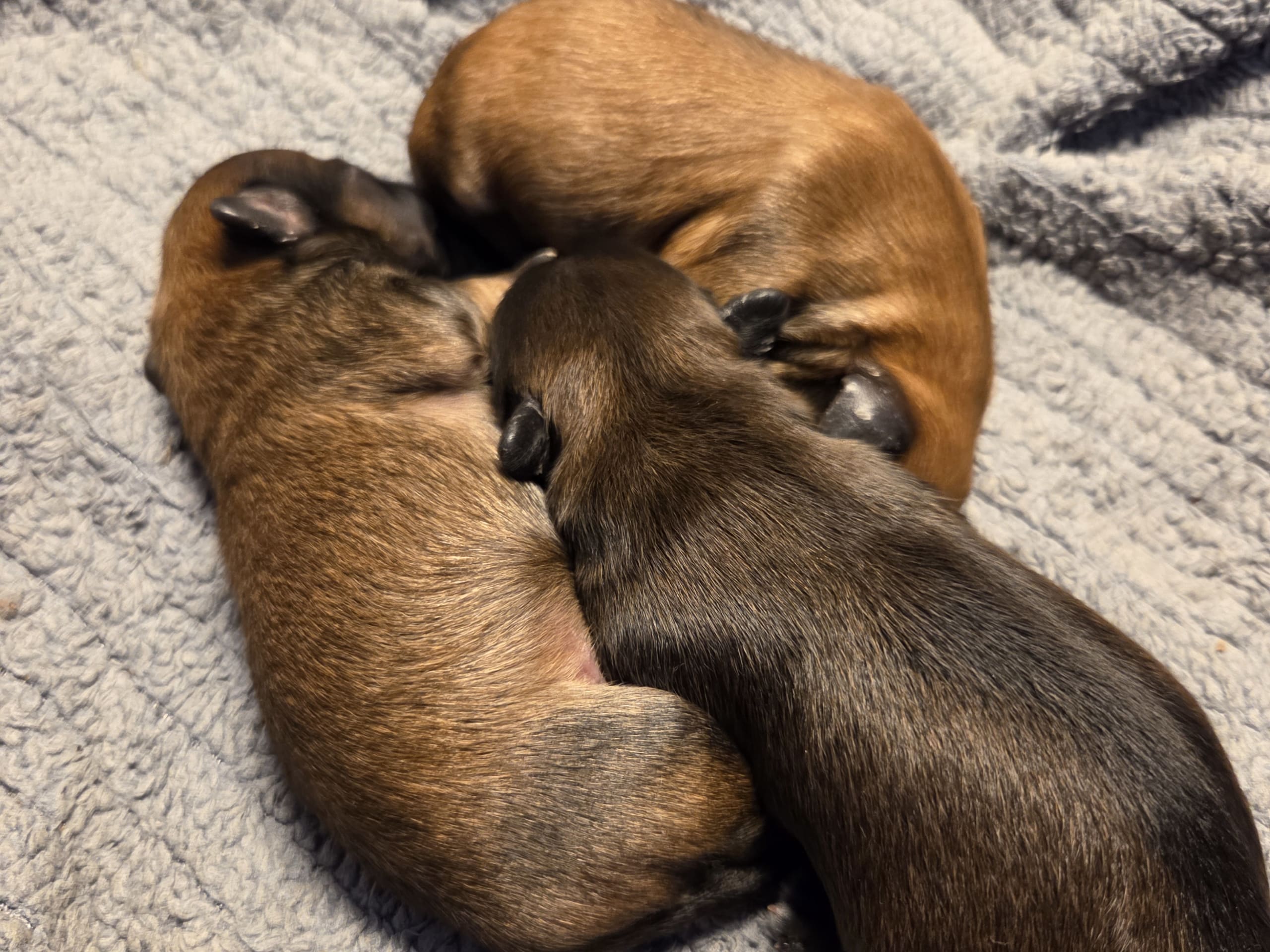 Puppy: Capillus Pilas Funny Honey