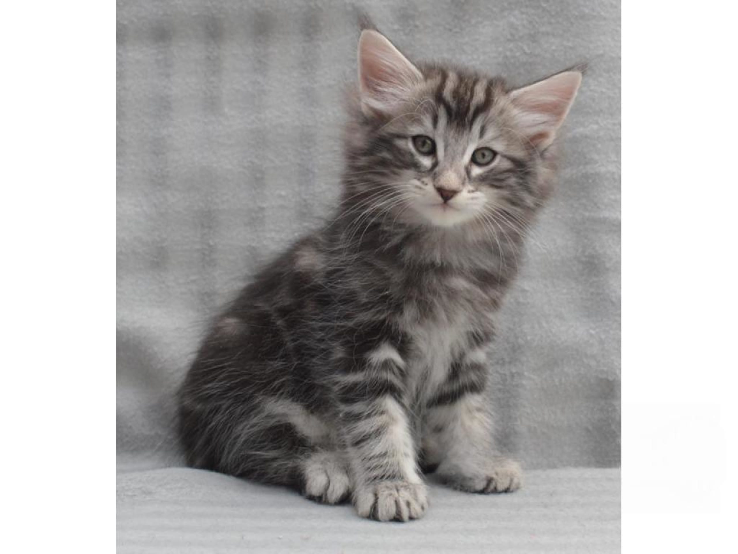 Kattunge: Zingo