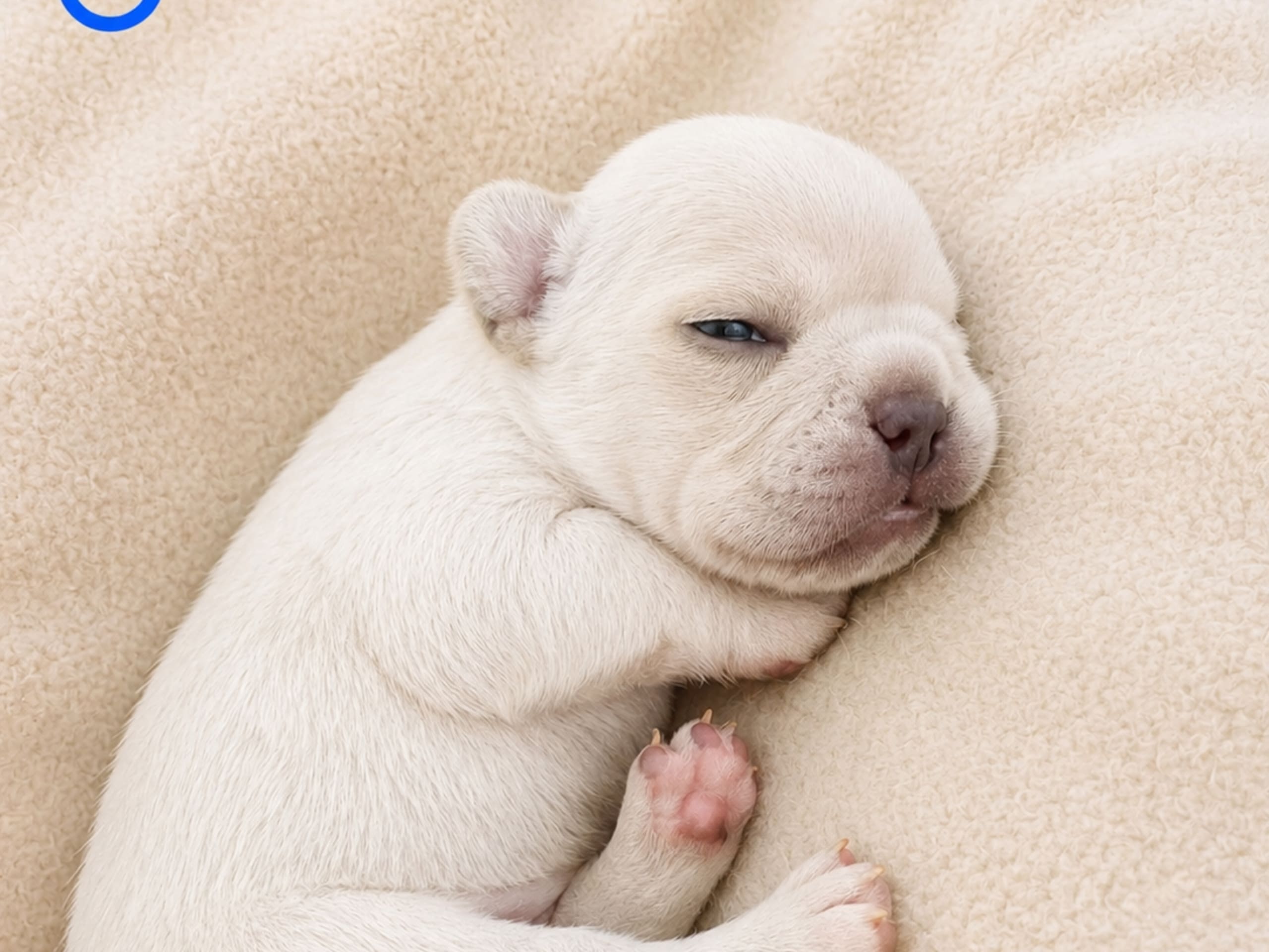 Puppy: Hane 2