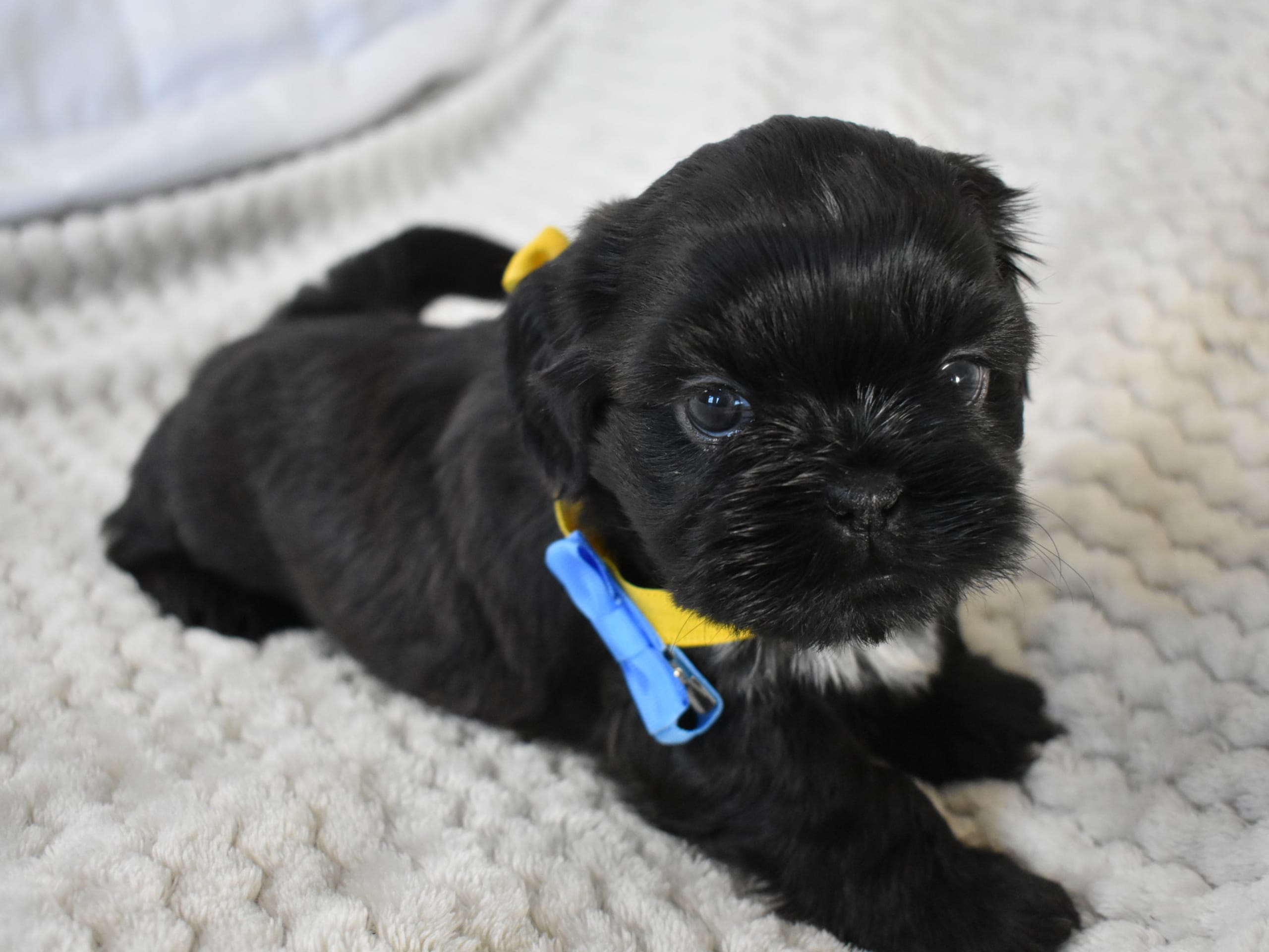 The merry shih-tzu family