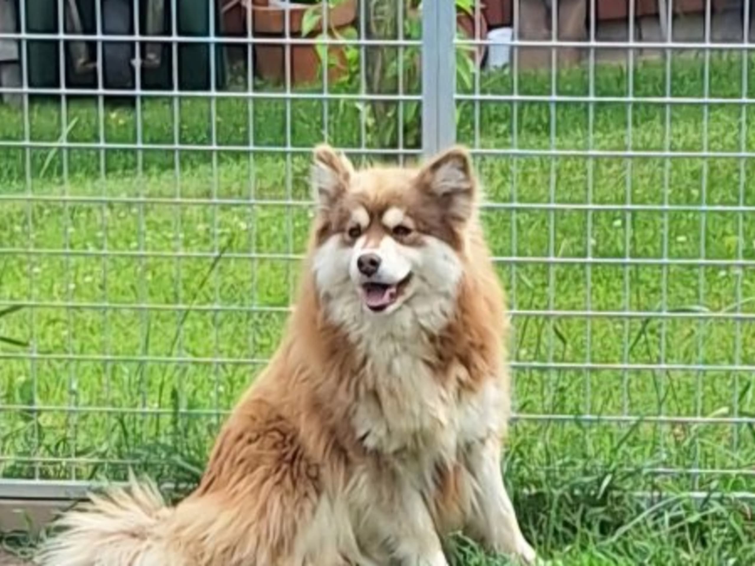 Mother: FAIRDOGS BRUMMELISA