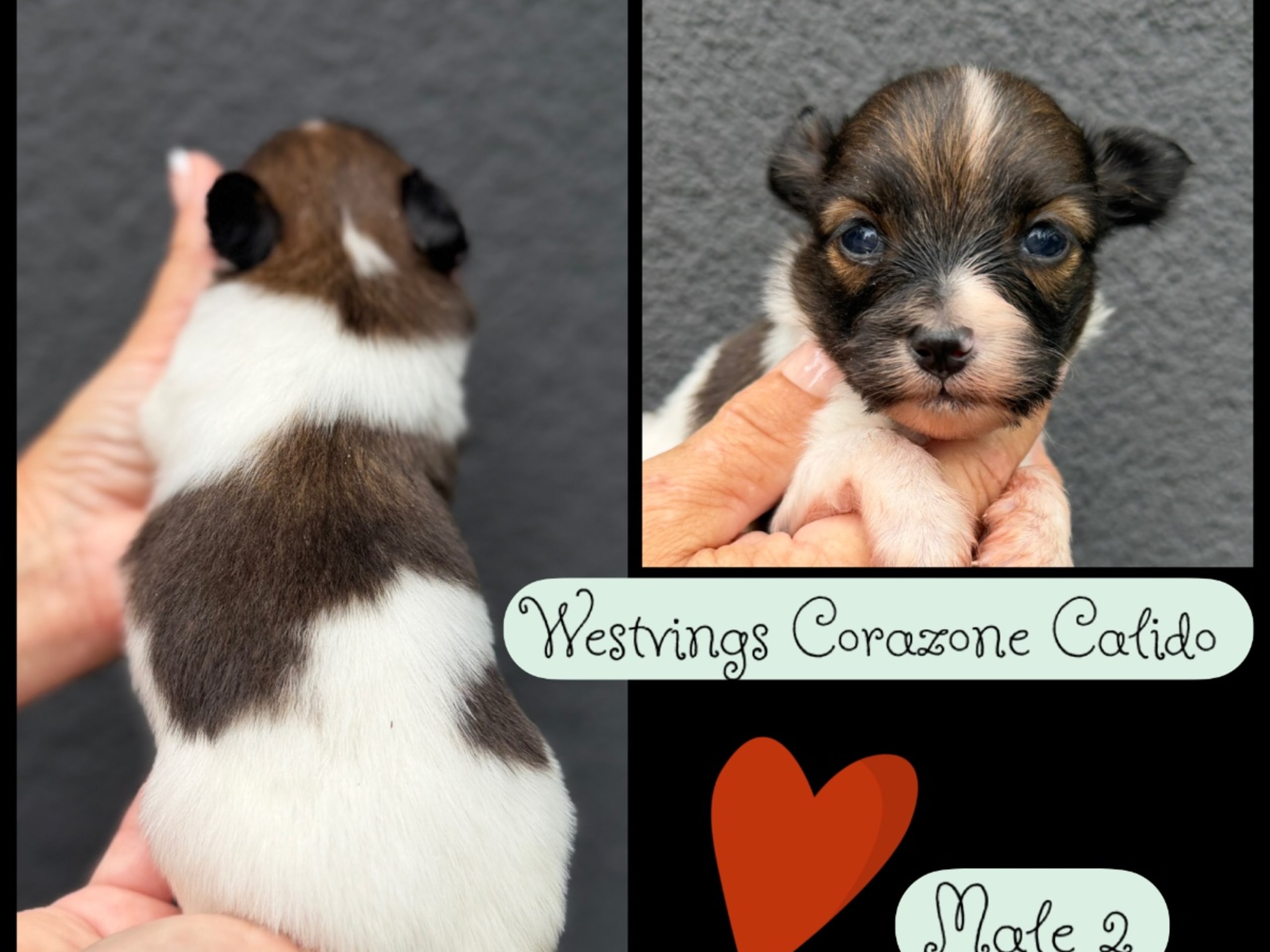 valp: WESTVINGS CORAZÓN CÁLIDO