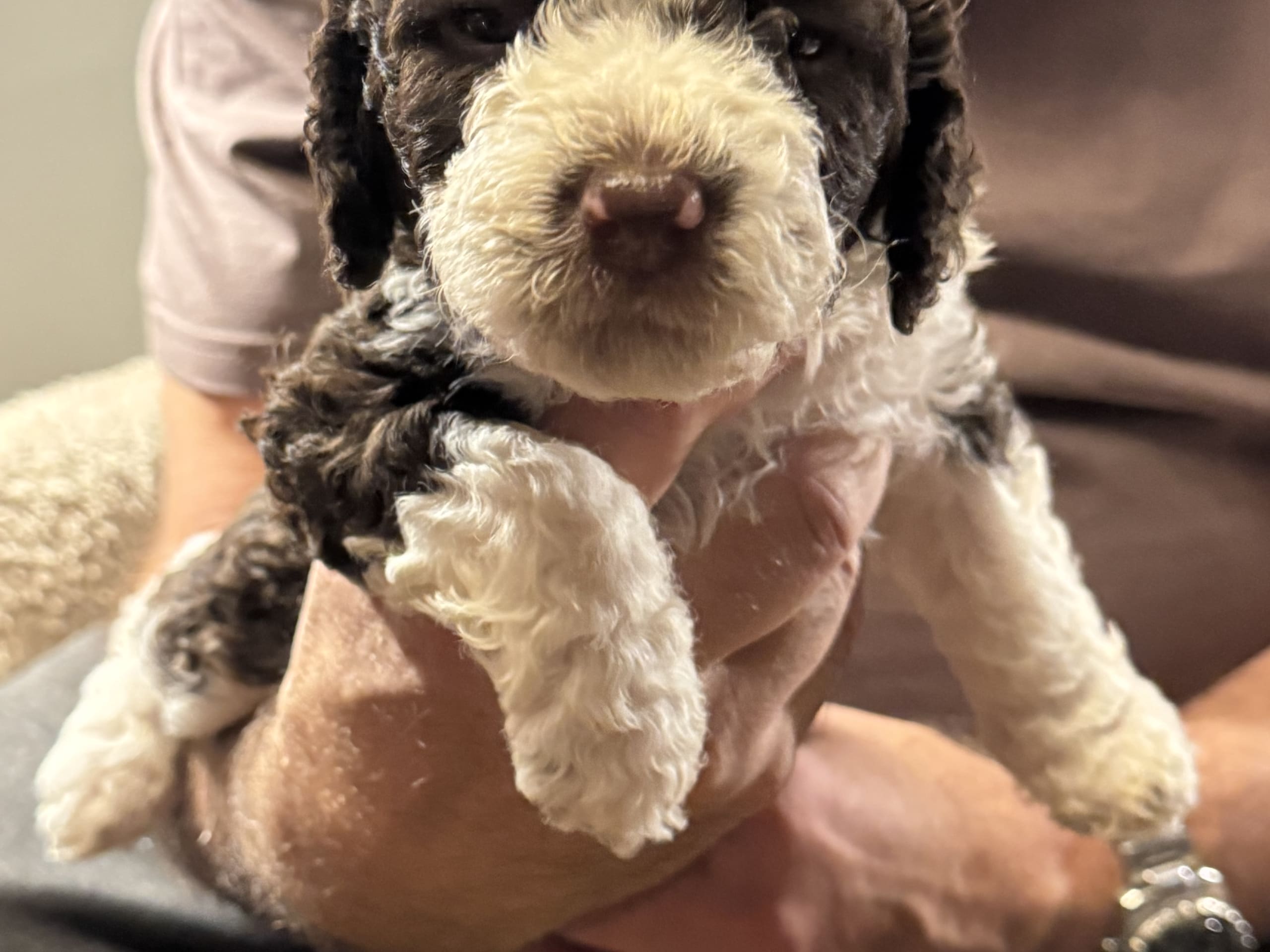 Goldies Prima