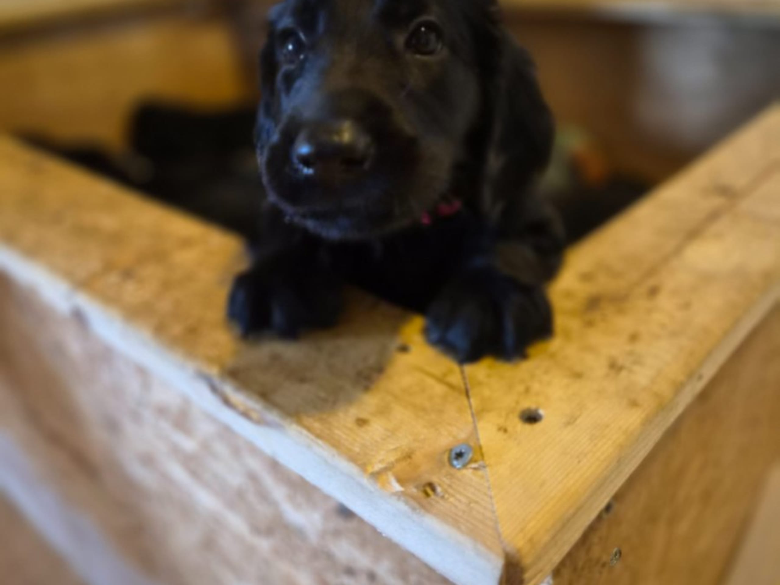 Puppy: ADORE MEE FLATS TOLOVE AND BE LOVED