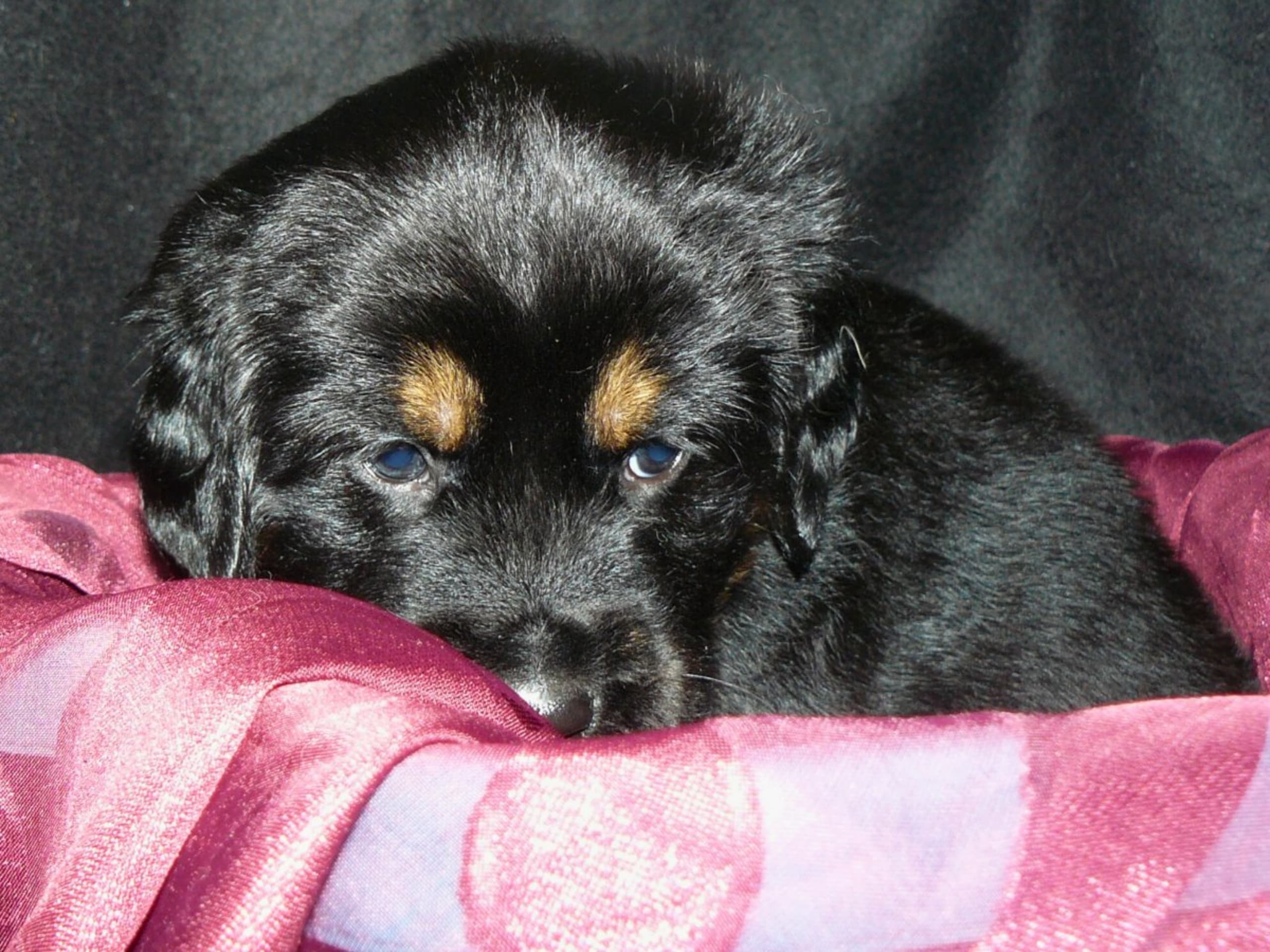 Puppy: GANGS'RI KHYI DRANGMA STRIX