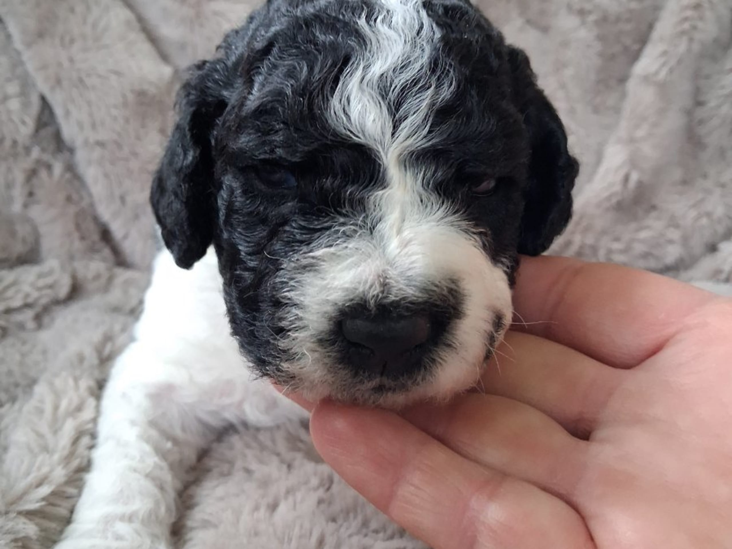 Puppy: CALMIGOS VENTURO