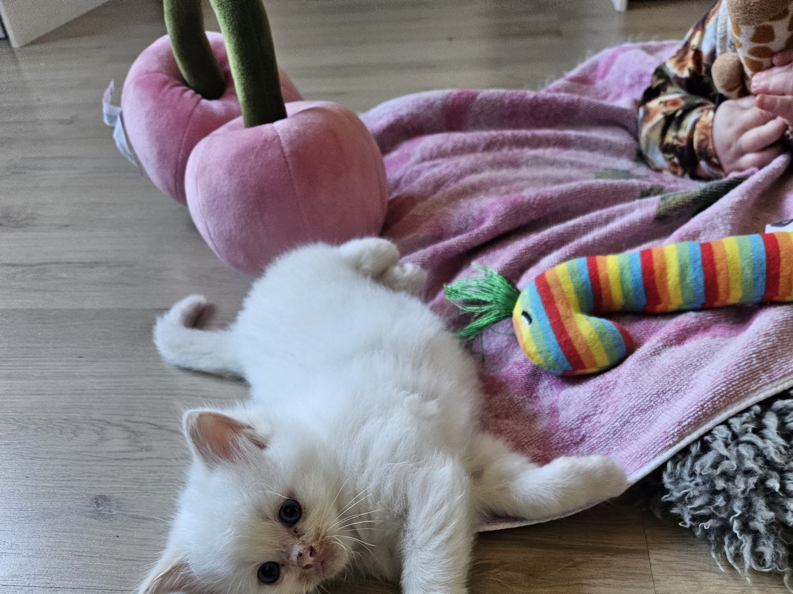 kattunge: Hane 3
