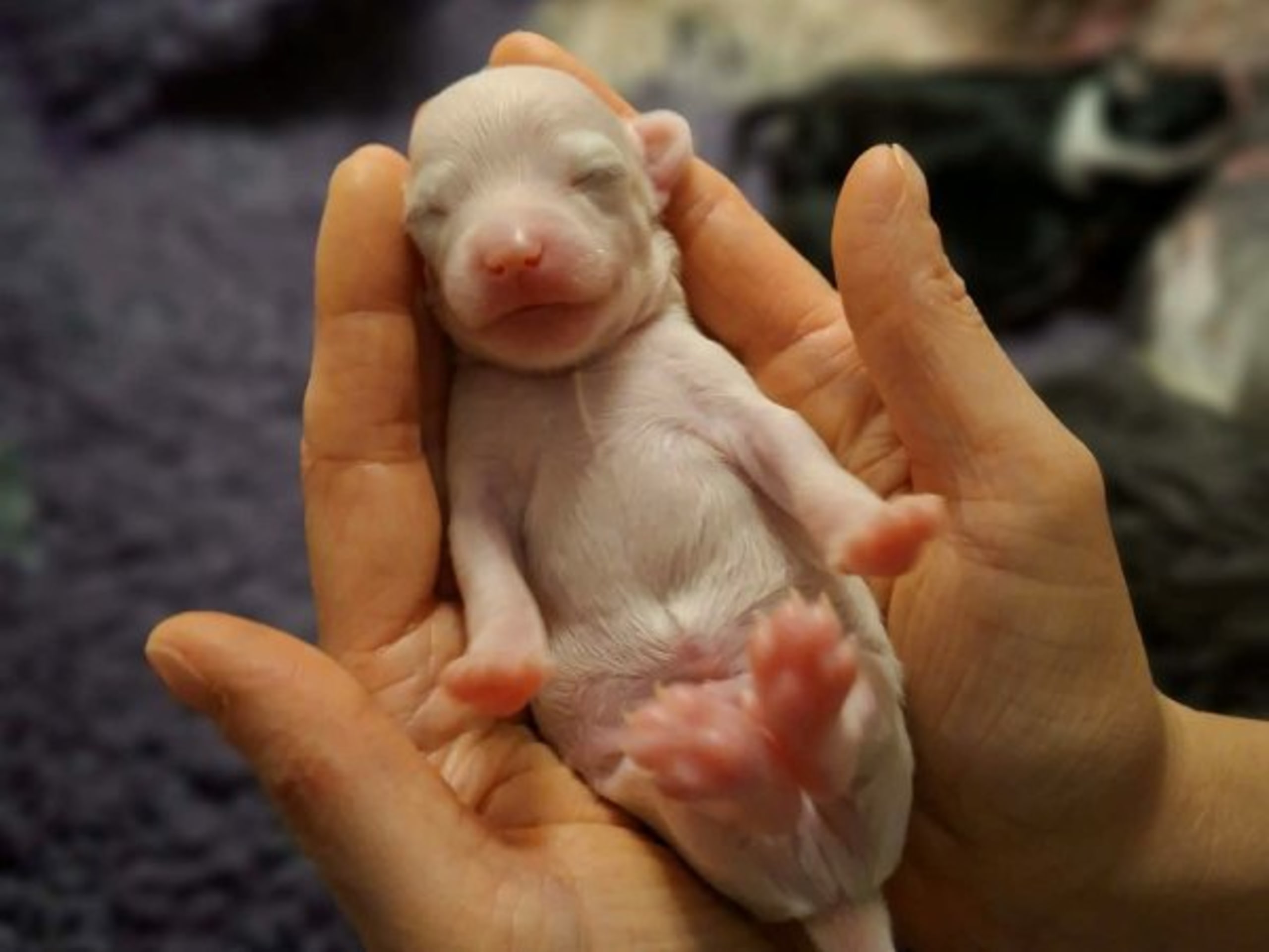 Puppy: JOFFERS DAGG DIANTHUS