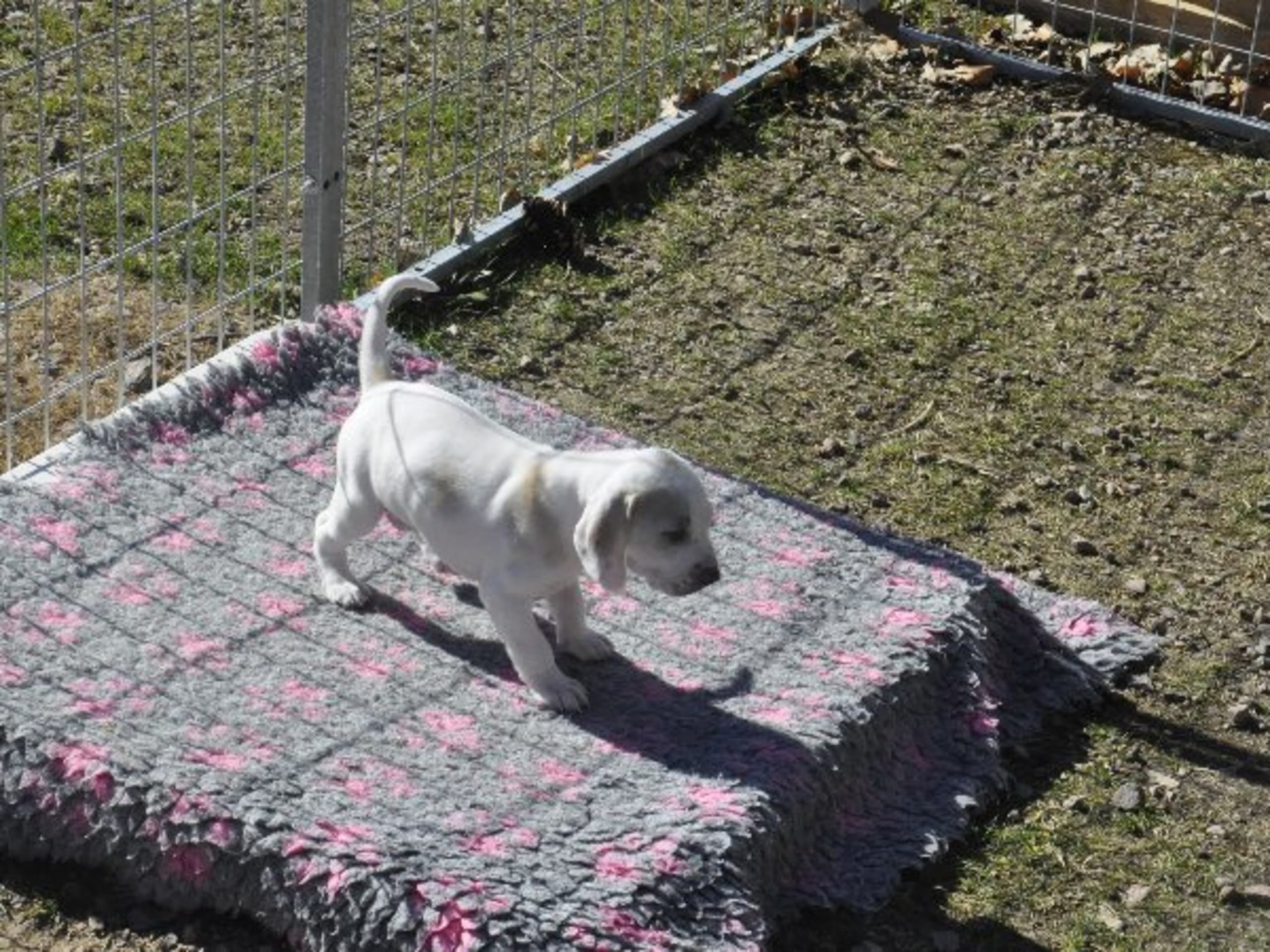 Puppy: FLUSHTIMES BLANCHE LA LYS