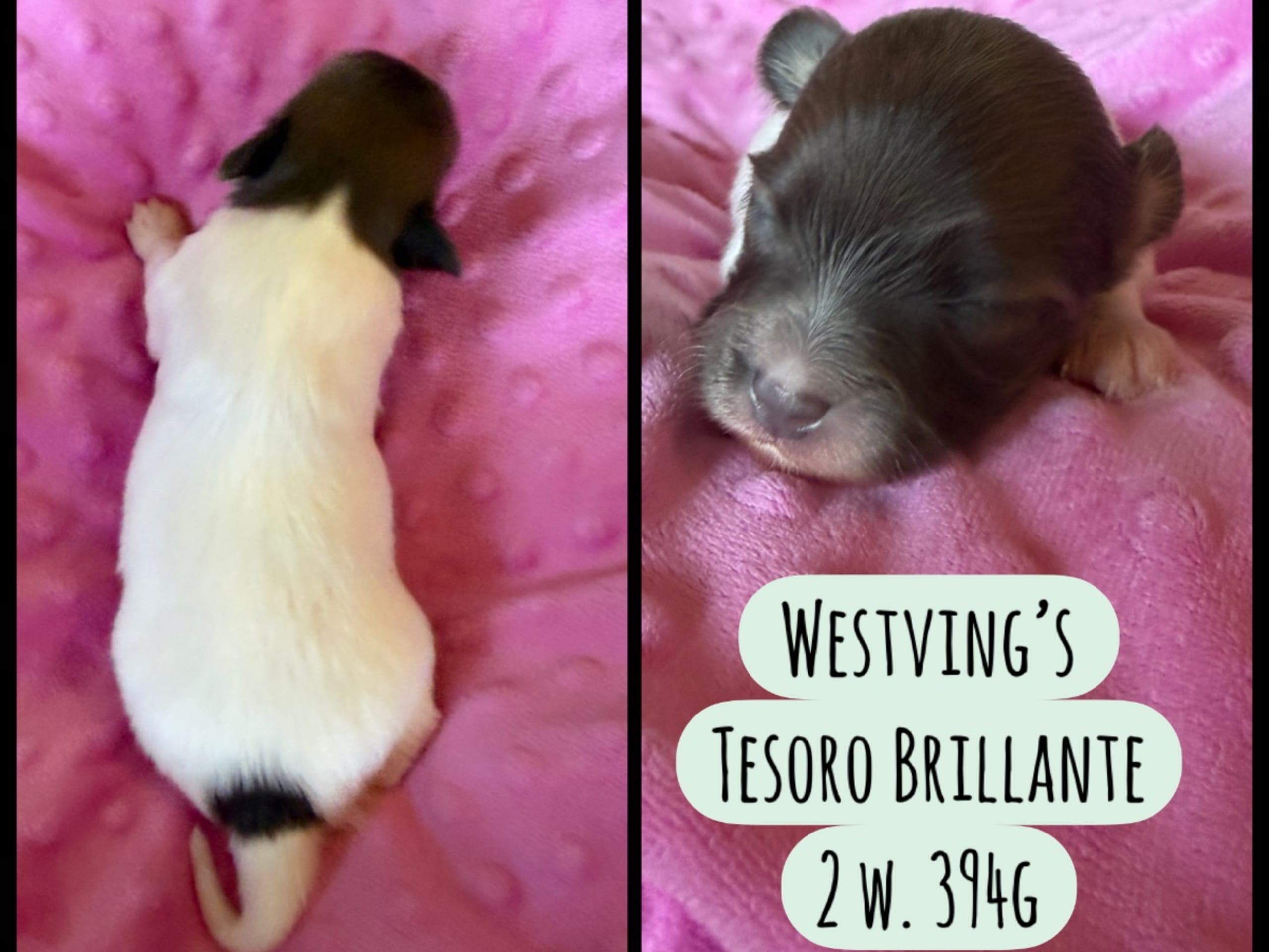 valp: WESTVINGS TESORO BRILLANTE