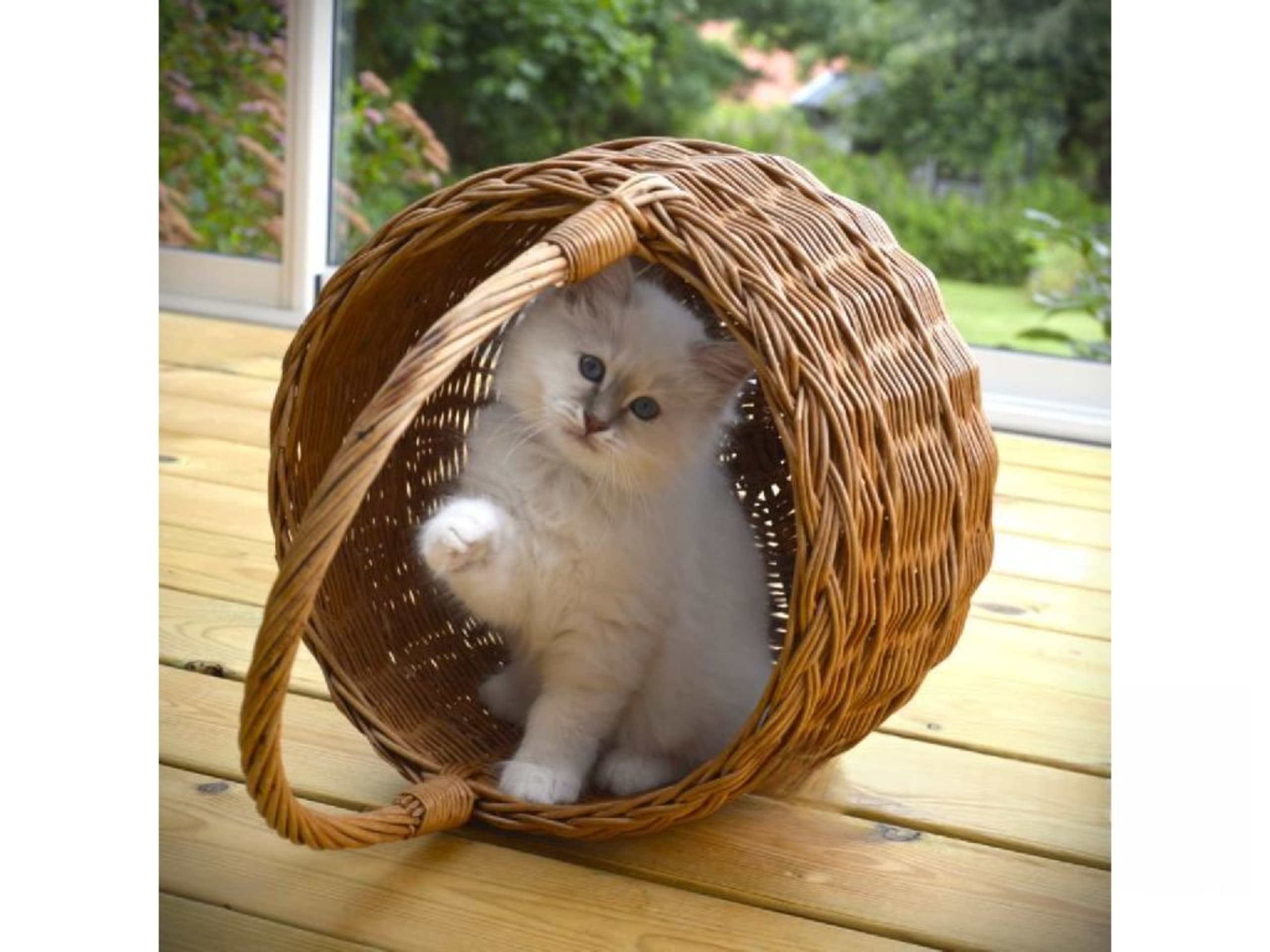 kitten: Mondo