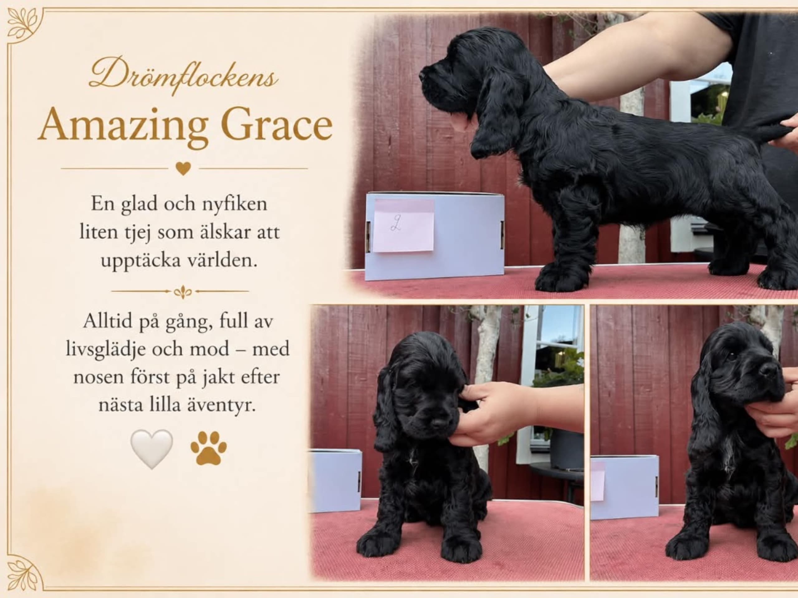 Drömflockens