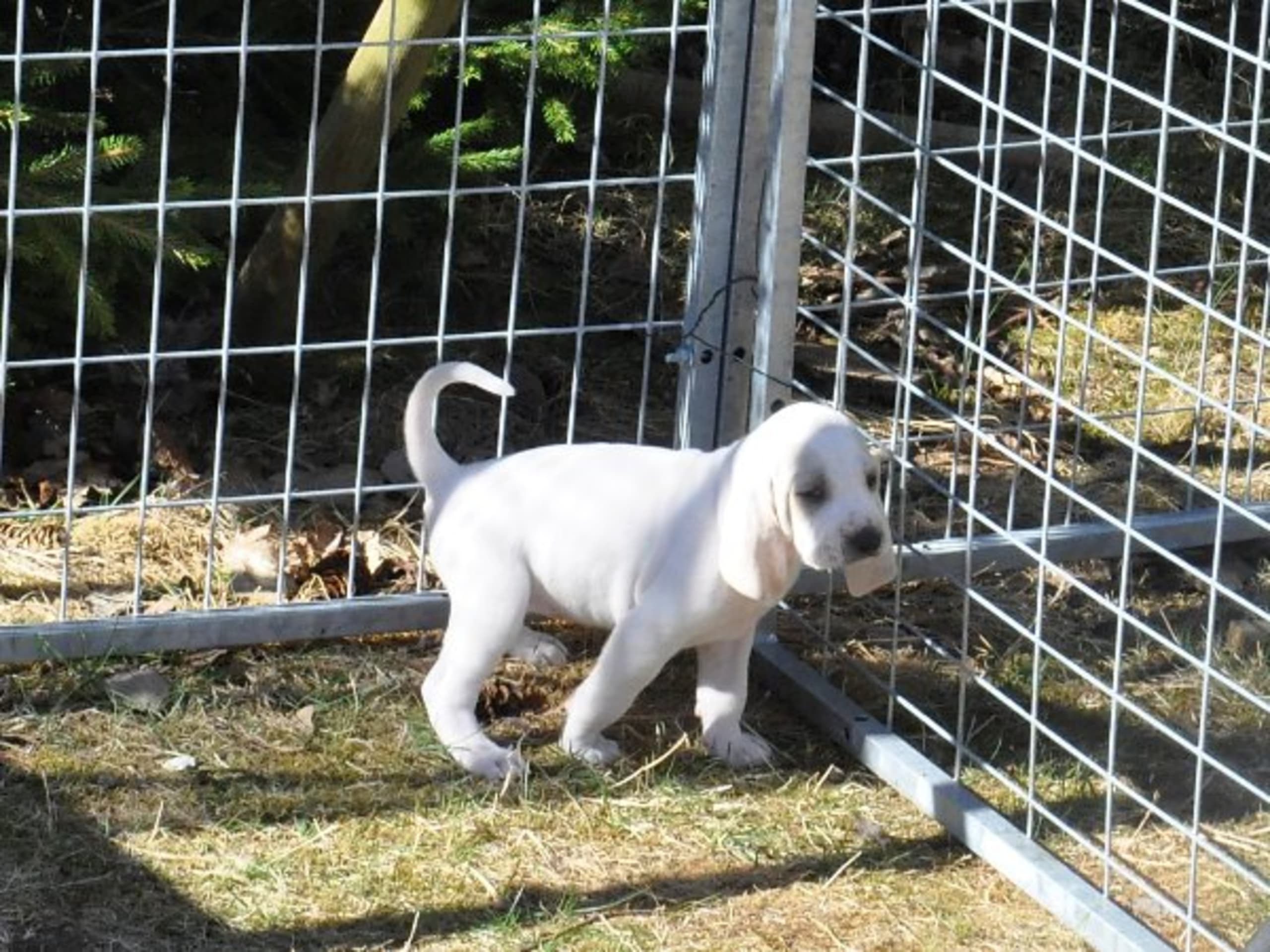 Puppy: FLUSHTIMES BEATRICE LA TULIPE