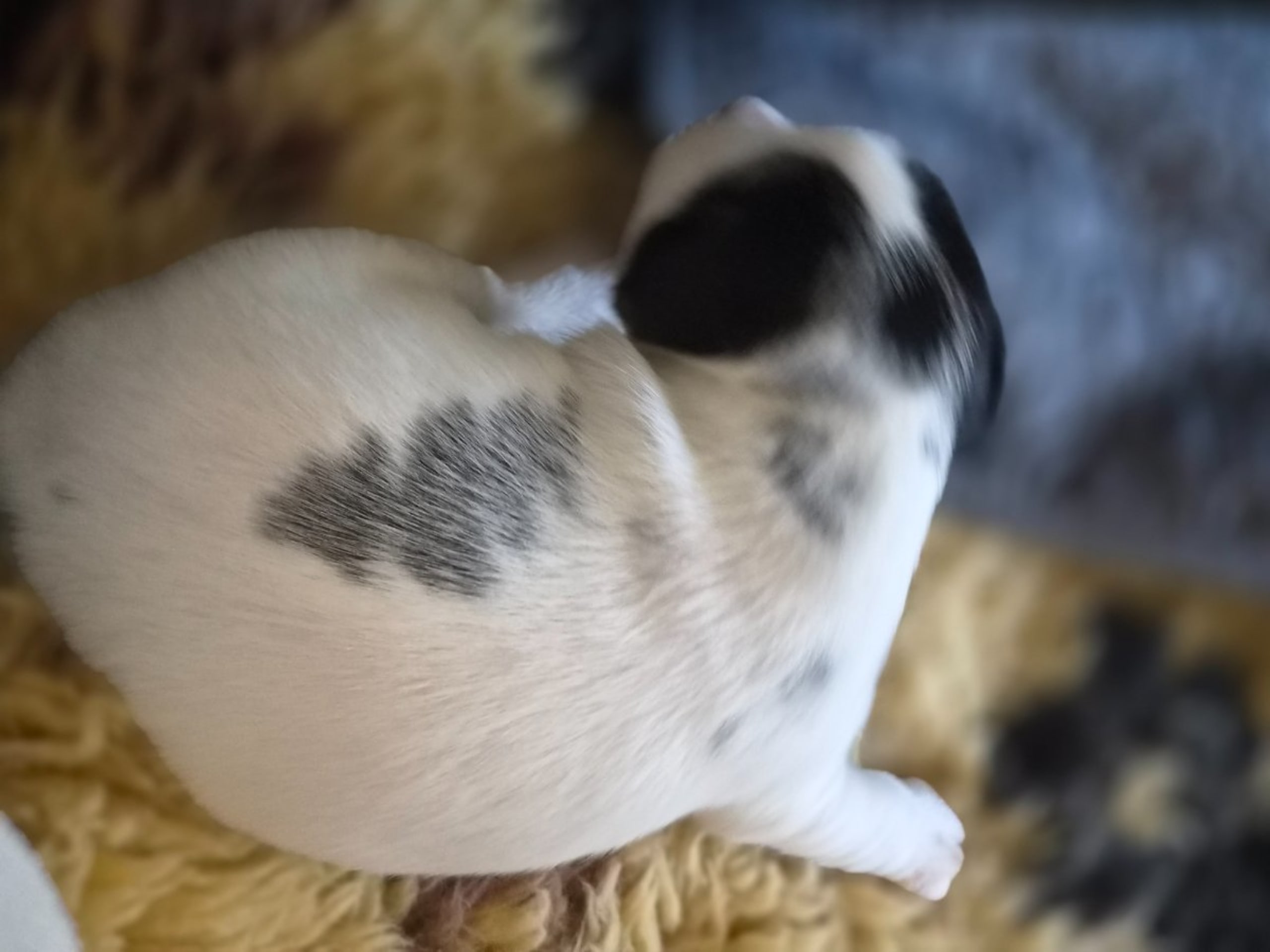 Puppy: TINCHENS RUTER DAM