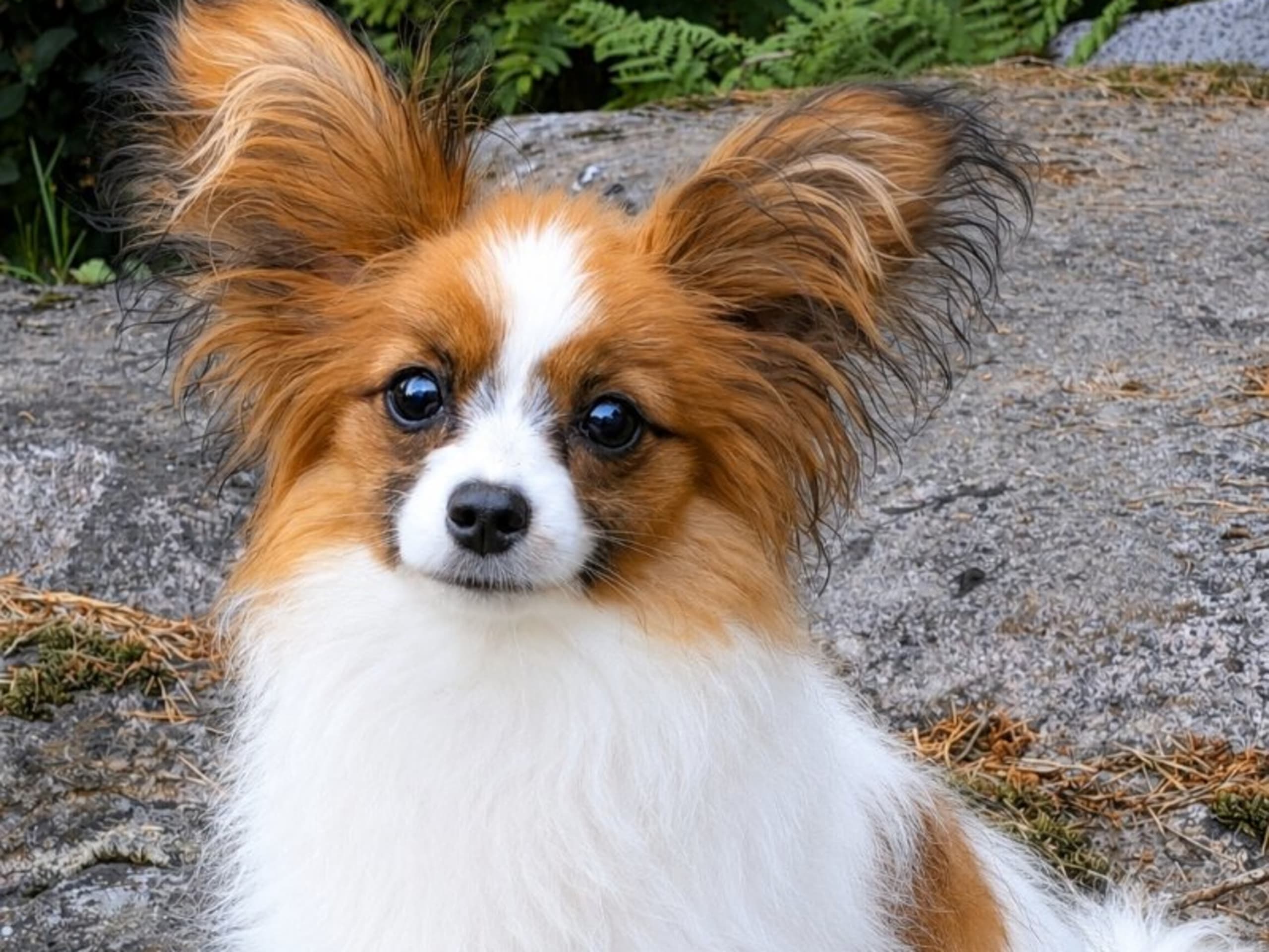 Puppy: CHADYLINE STARMAN