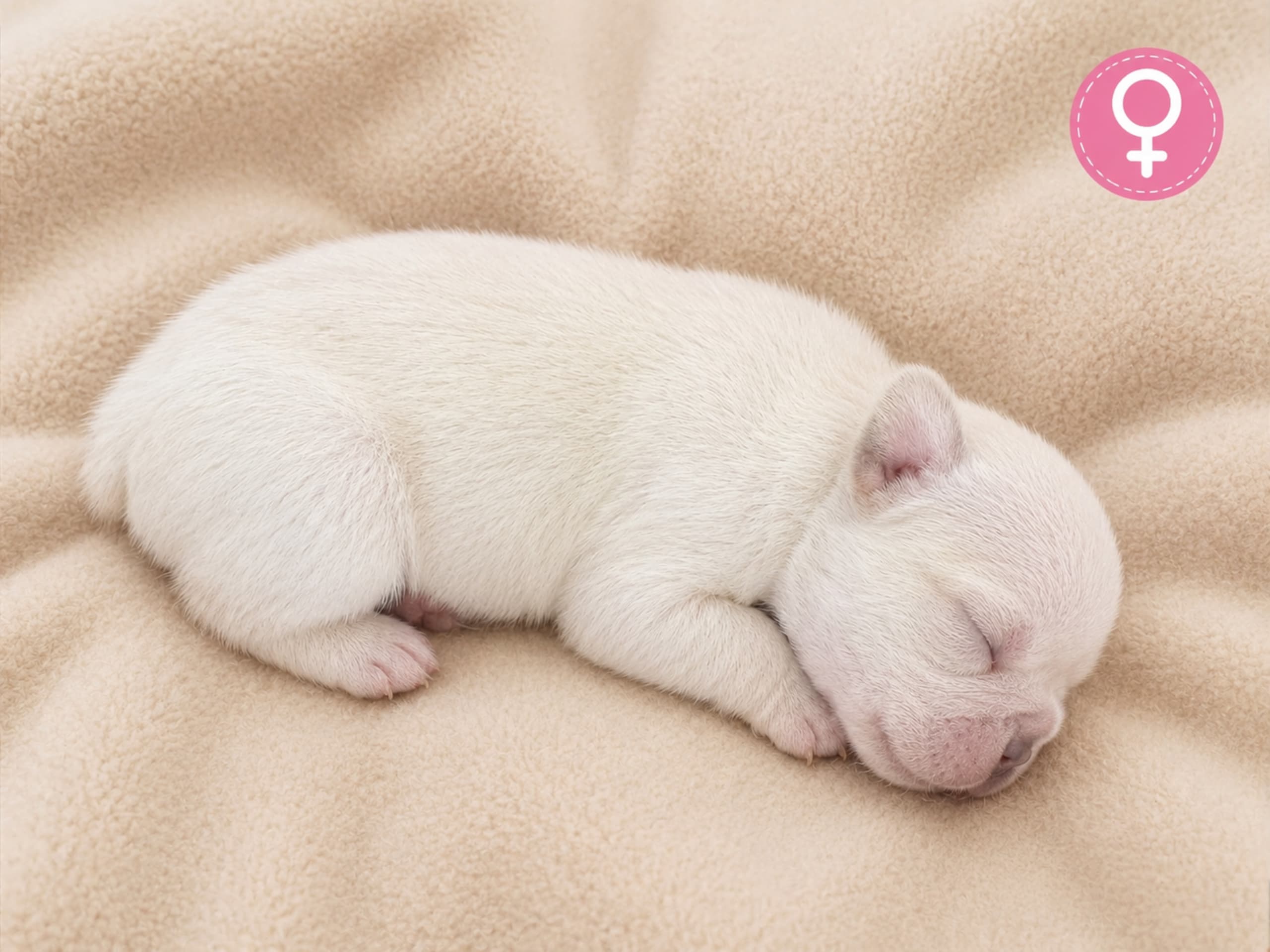 Puppy: Tik 2